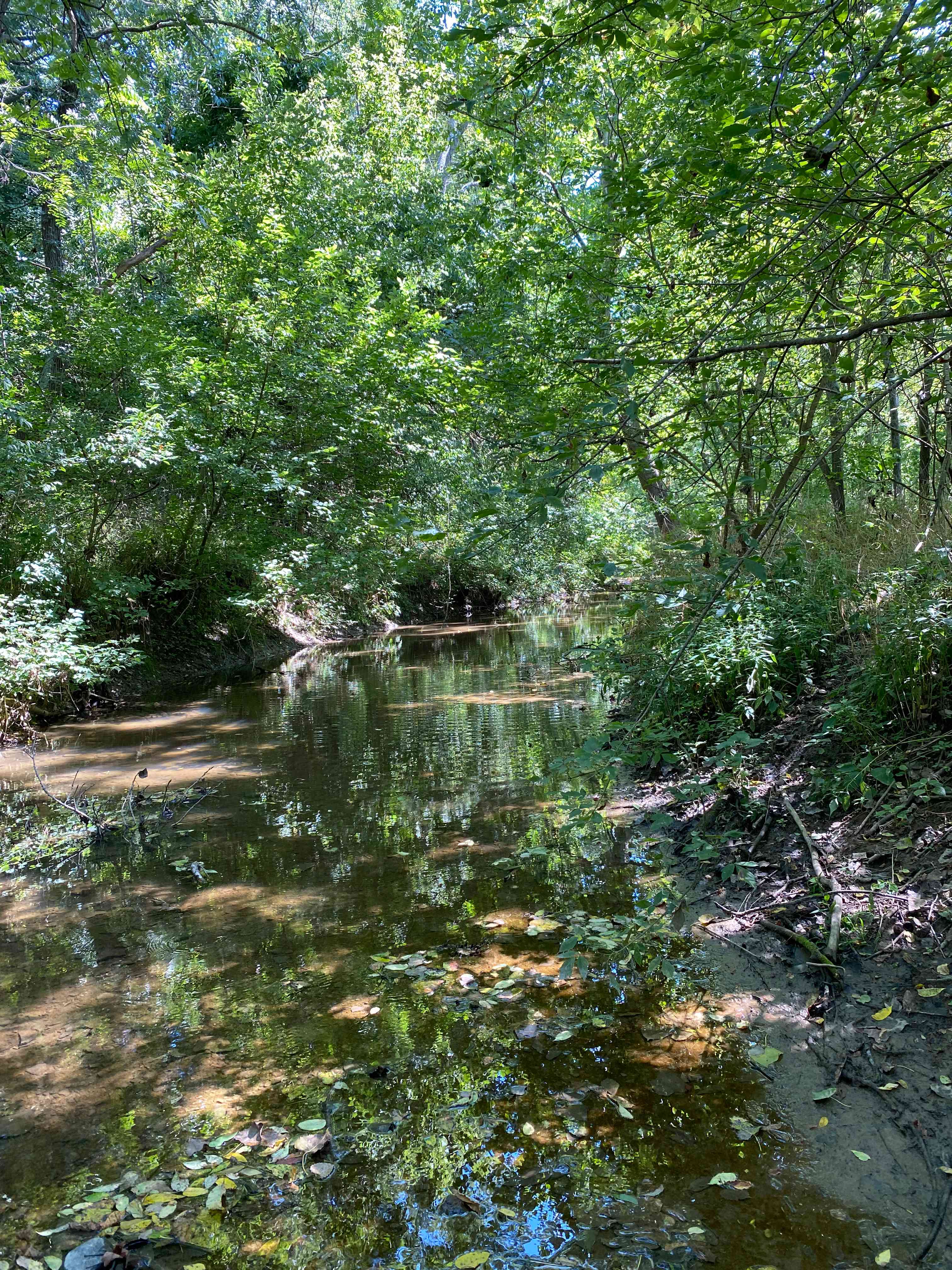 Our pristine little creek just a few steps from the campsite