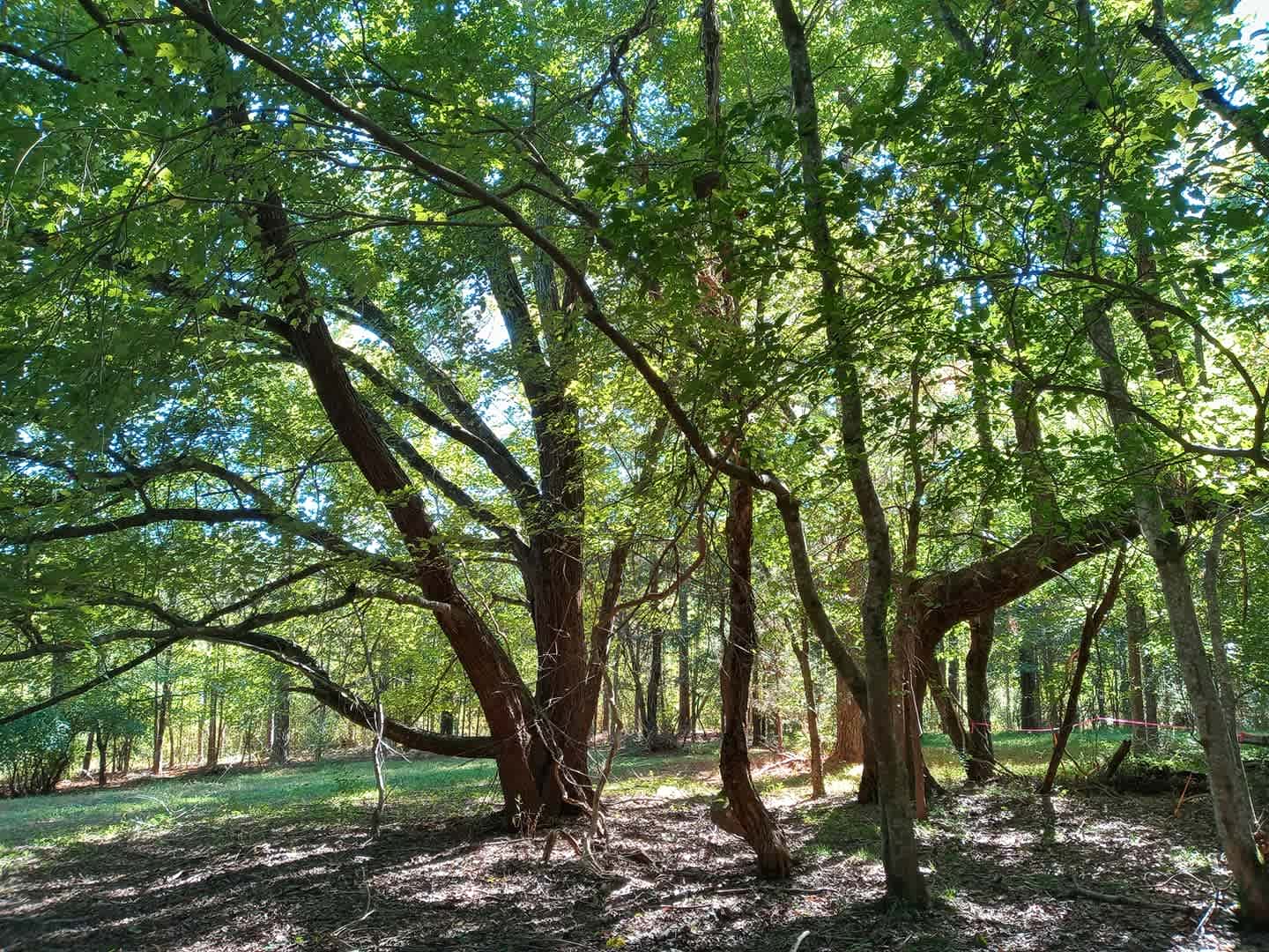Giant Oaks Horse Farm