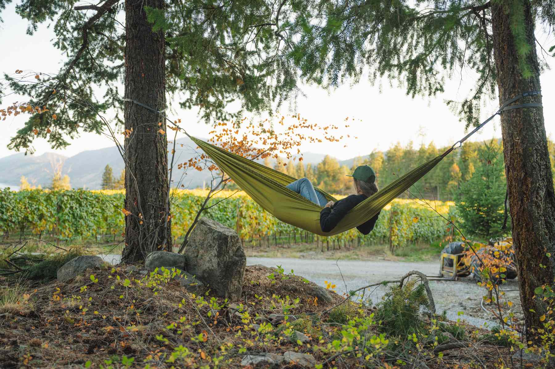 There are a few great trees for hanging up your hammock on the property!