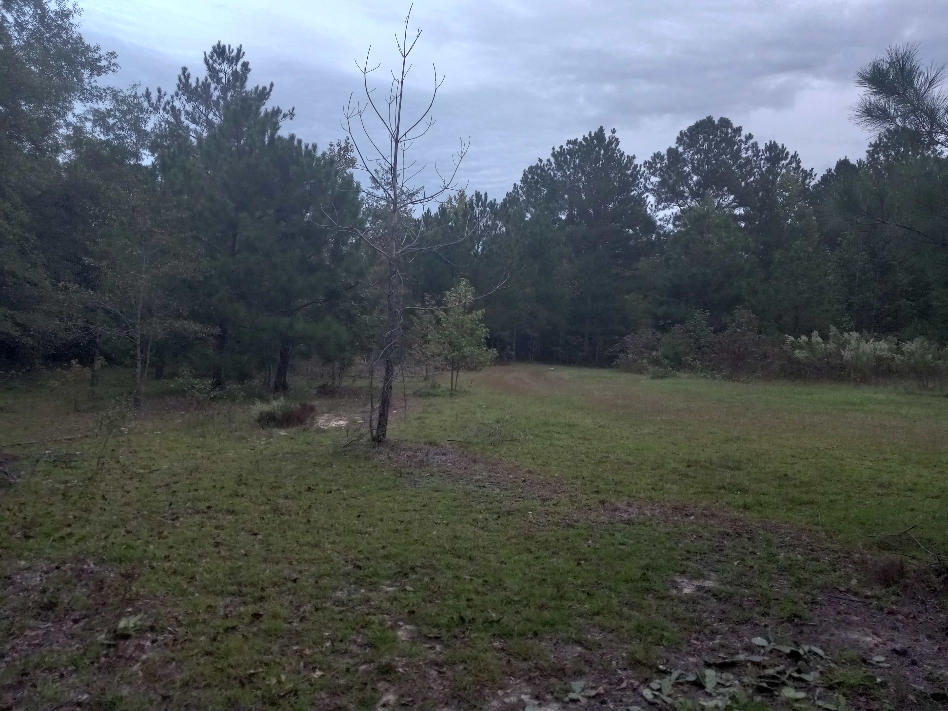 This is a good view of the far side area of the clearing.