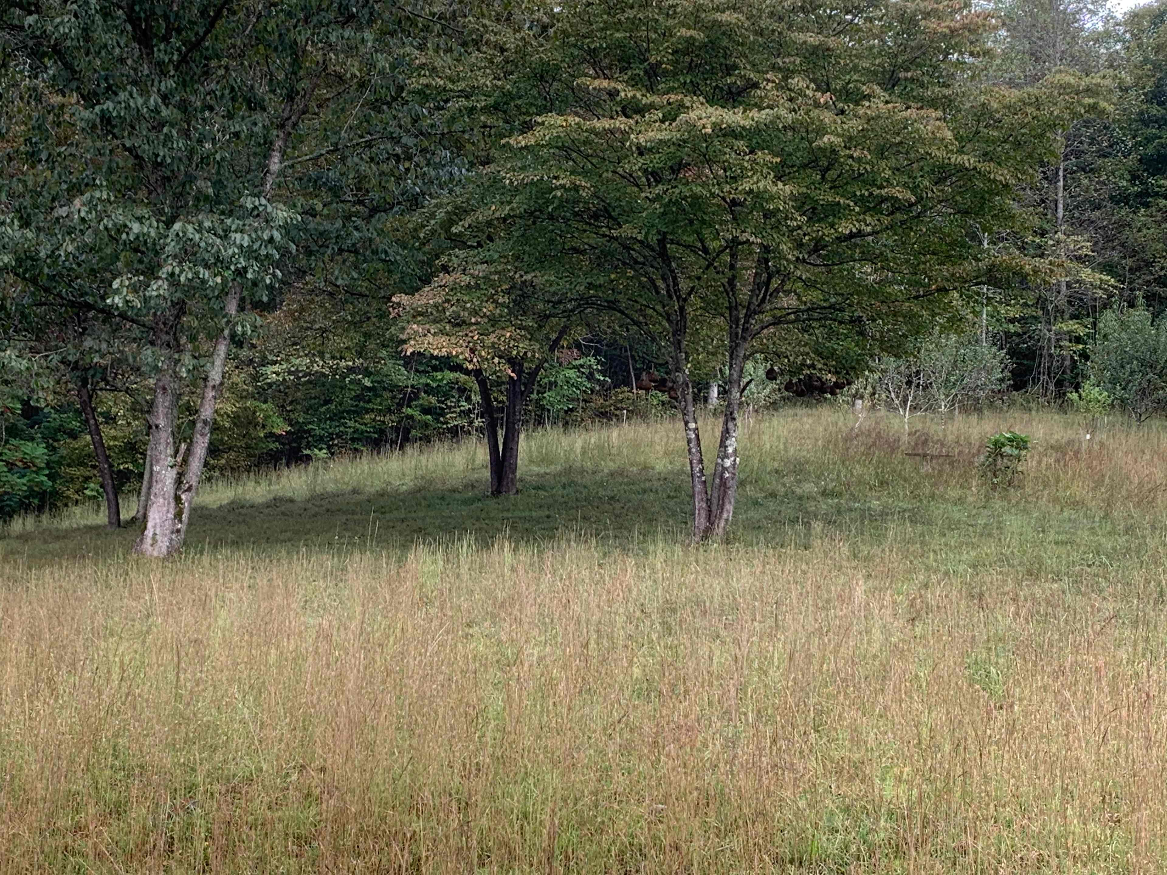 Soft grass right next to the grove