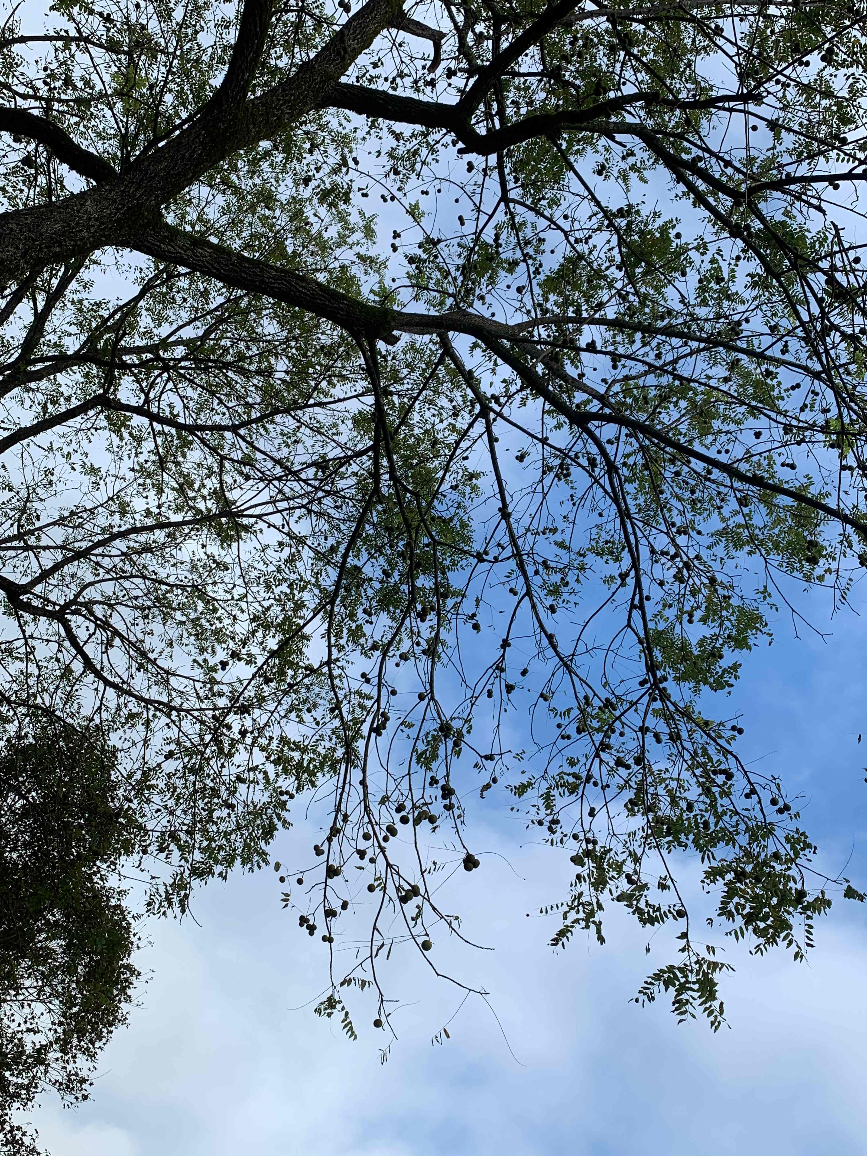 Careful under the walnut trees.