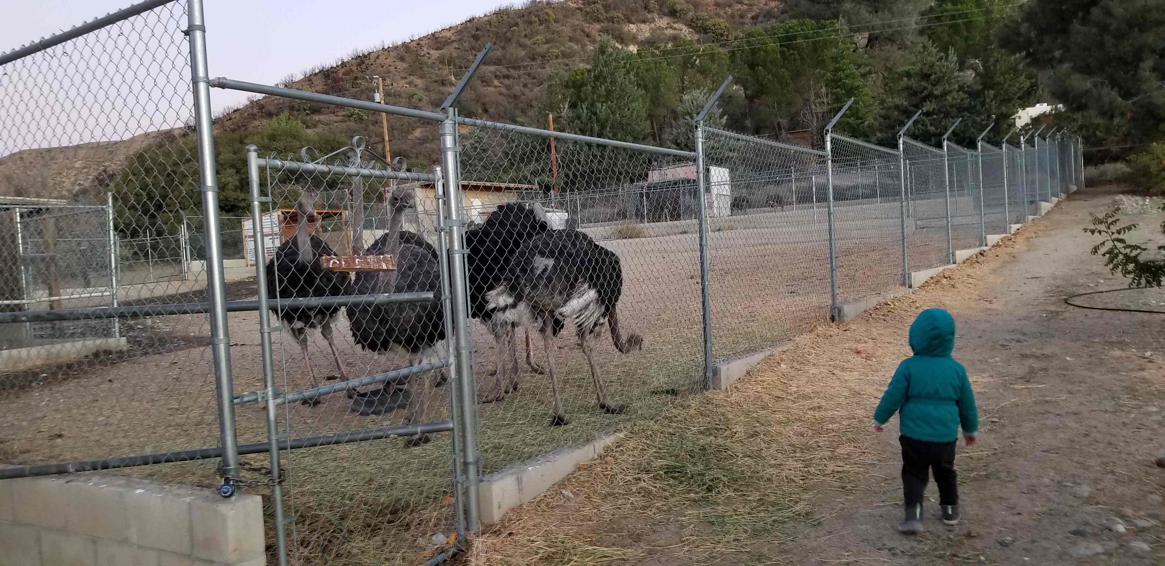 Camping @ Quail Run Ostrich Ranch