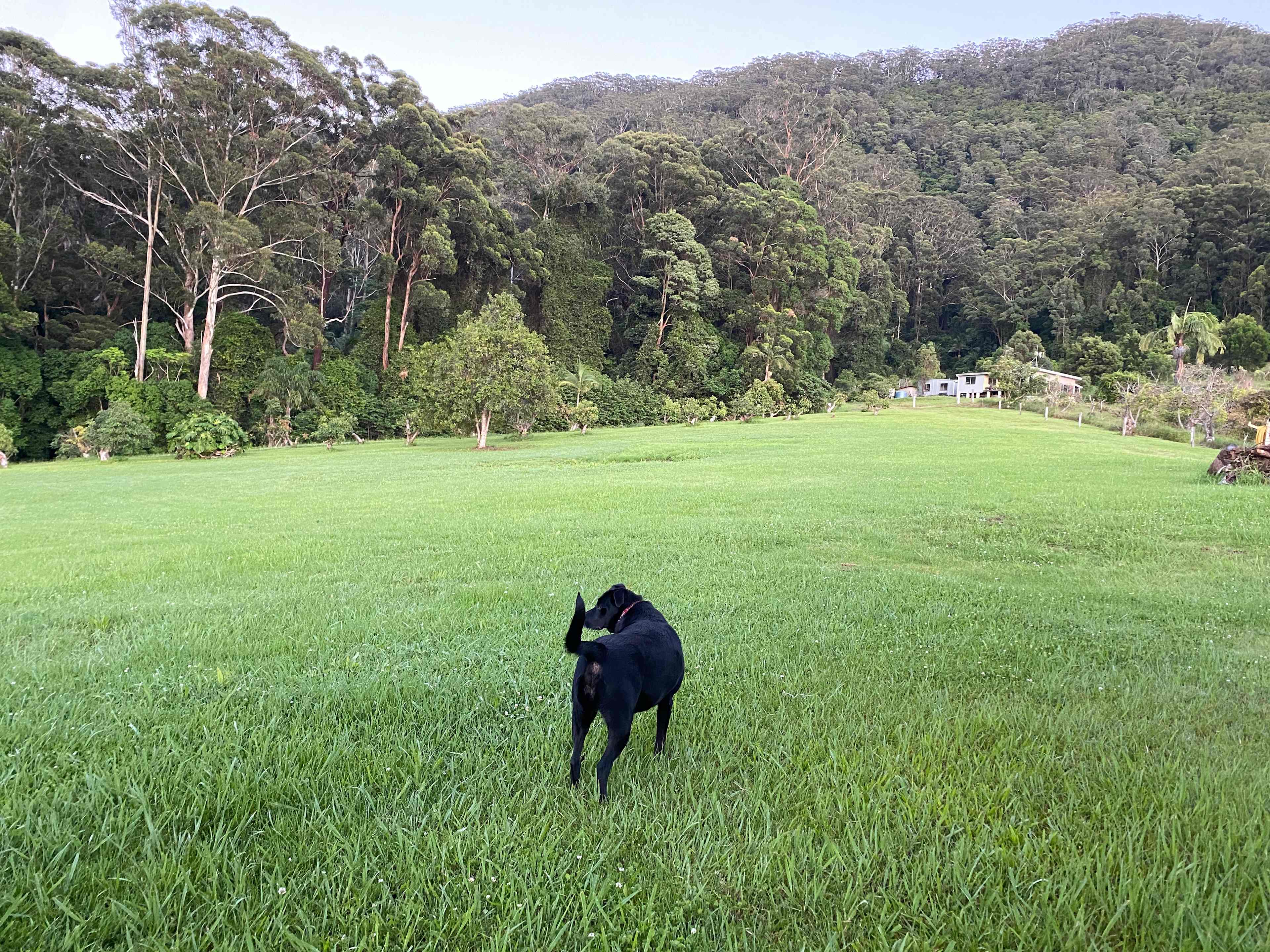 Dogs welcome 
