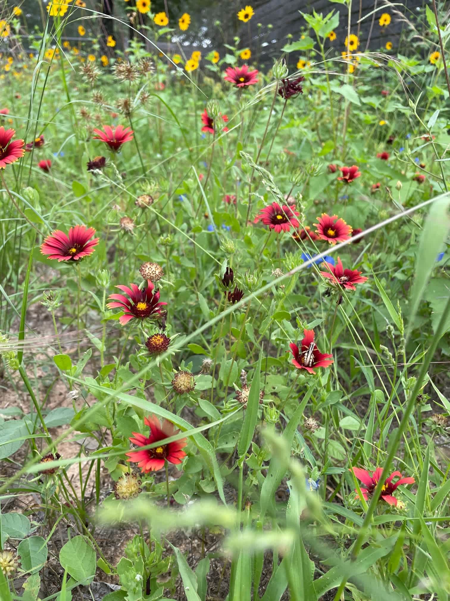 Mockingbird Farms