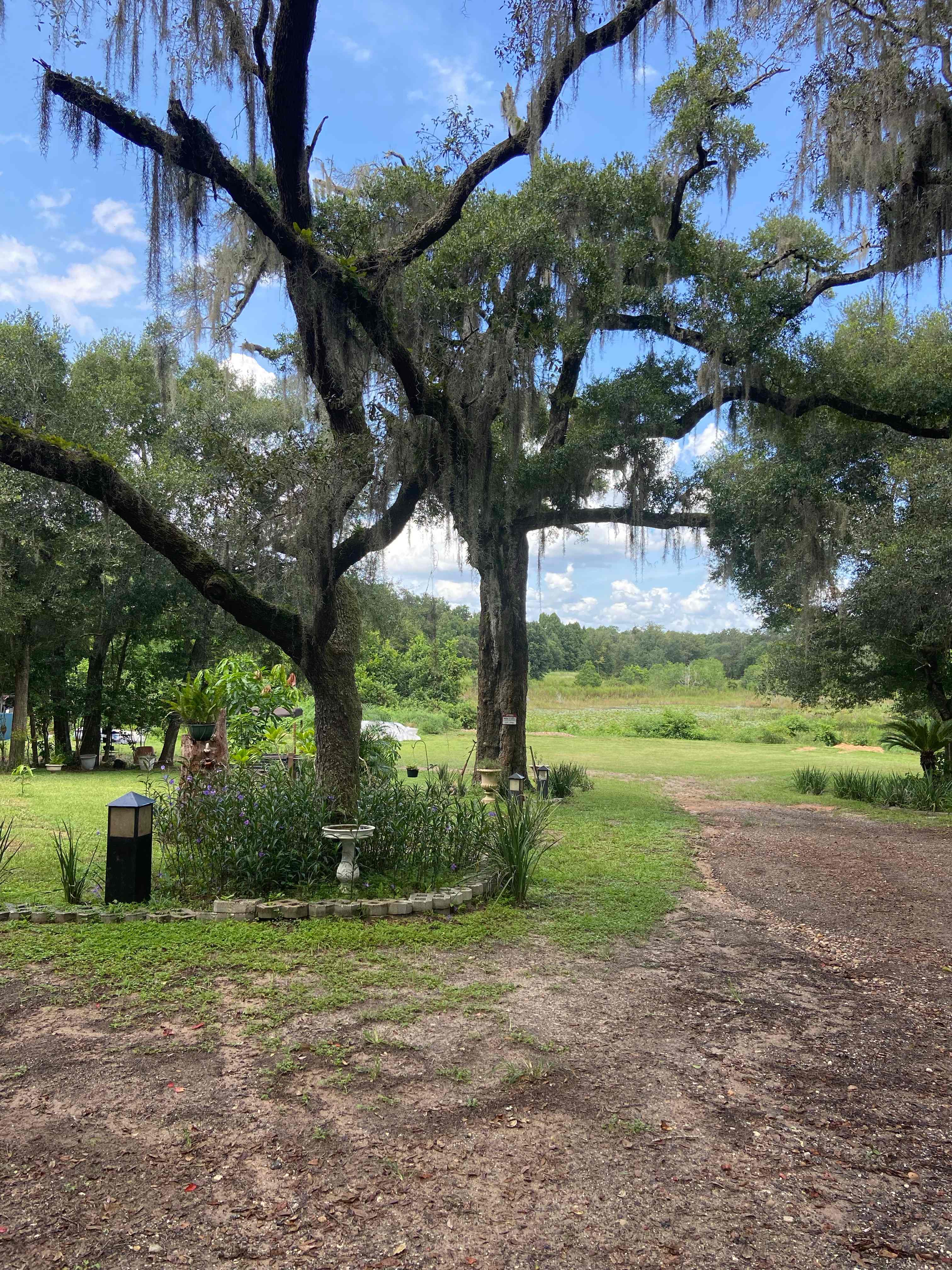 At Shady Oaks