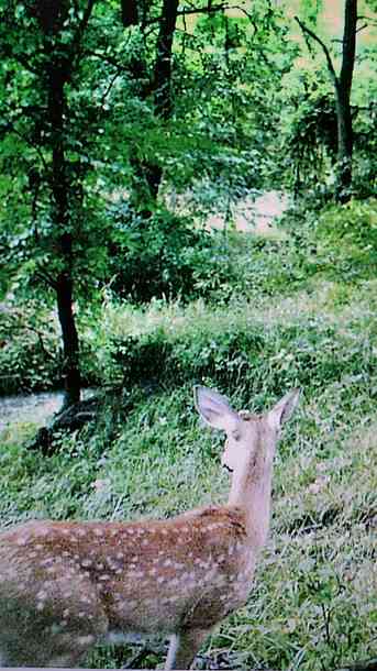 Shadybrook Camping and RV Adventure