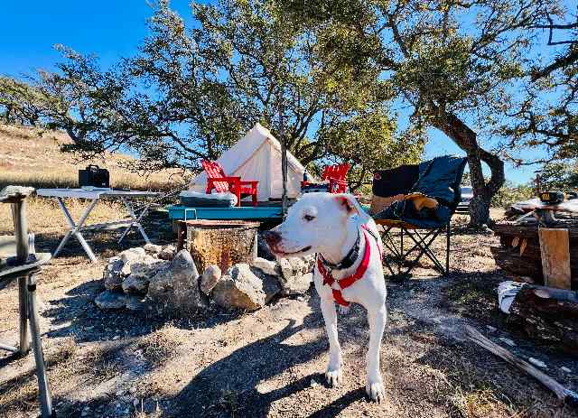 Bring the pooches too! 