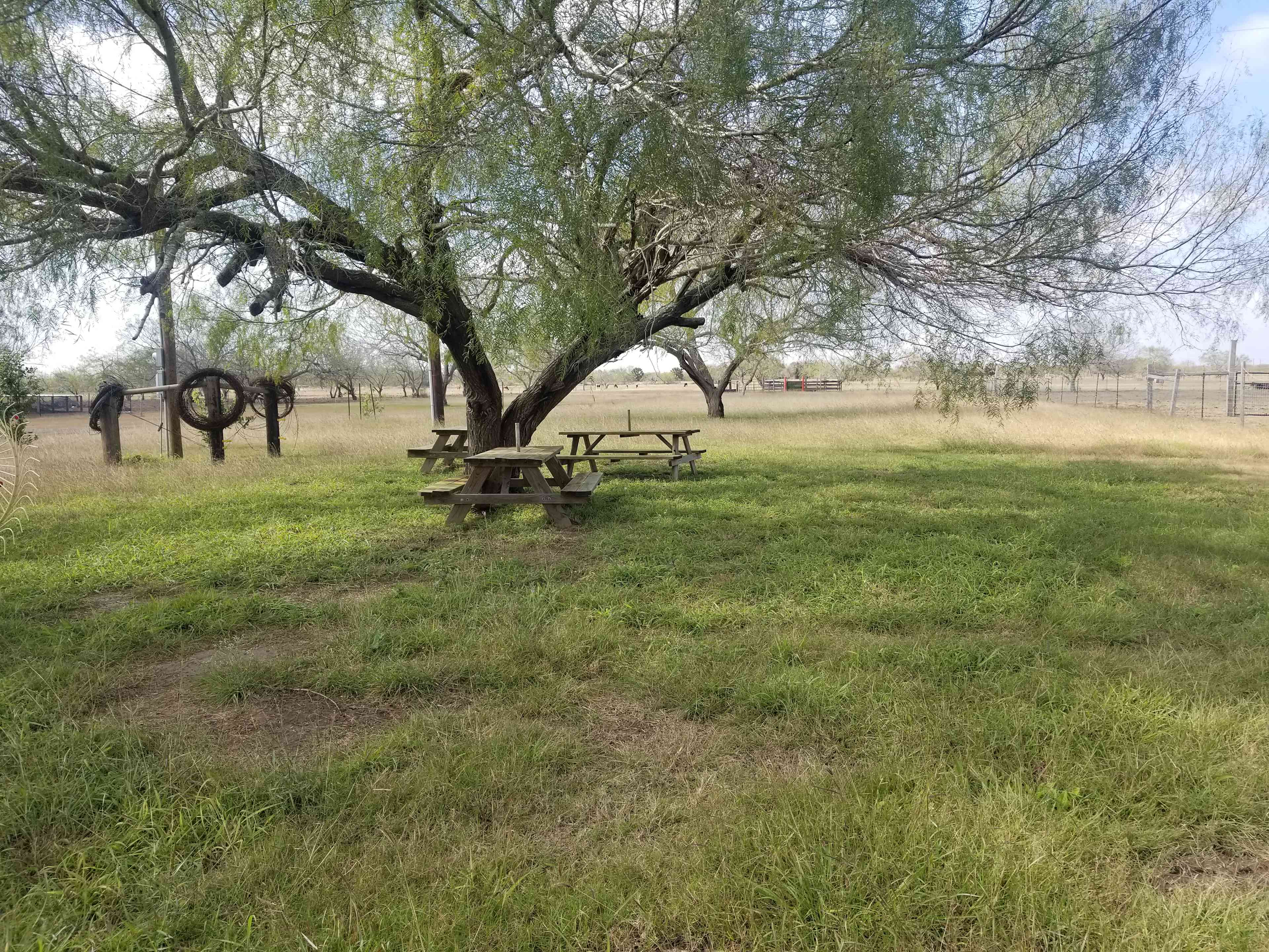 RV & tent camping under the mesquite trees