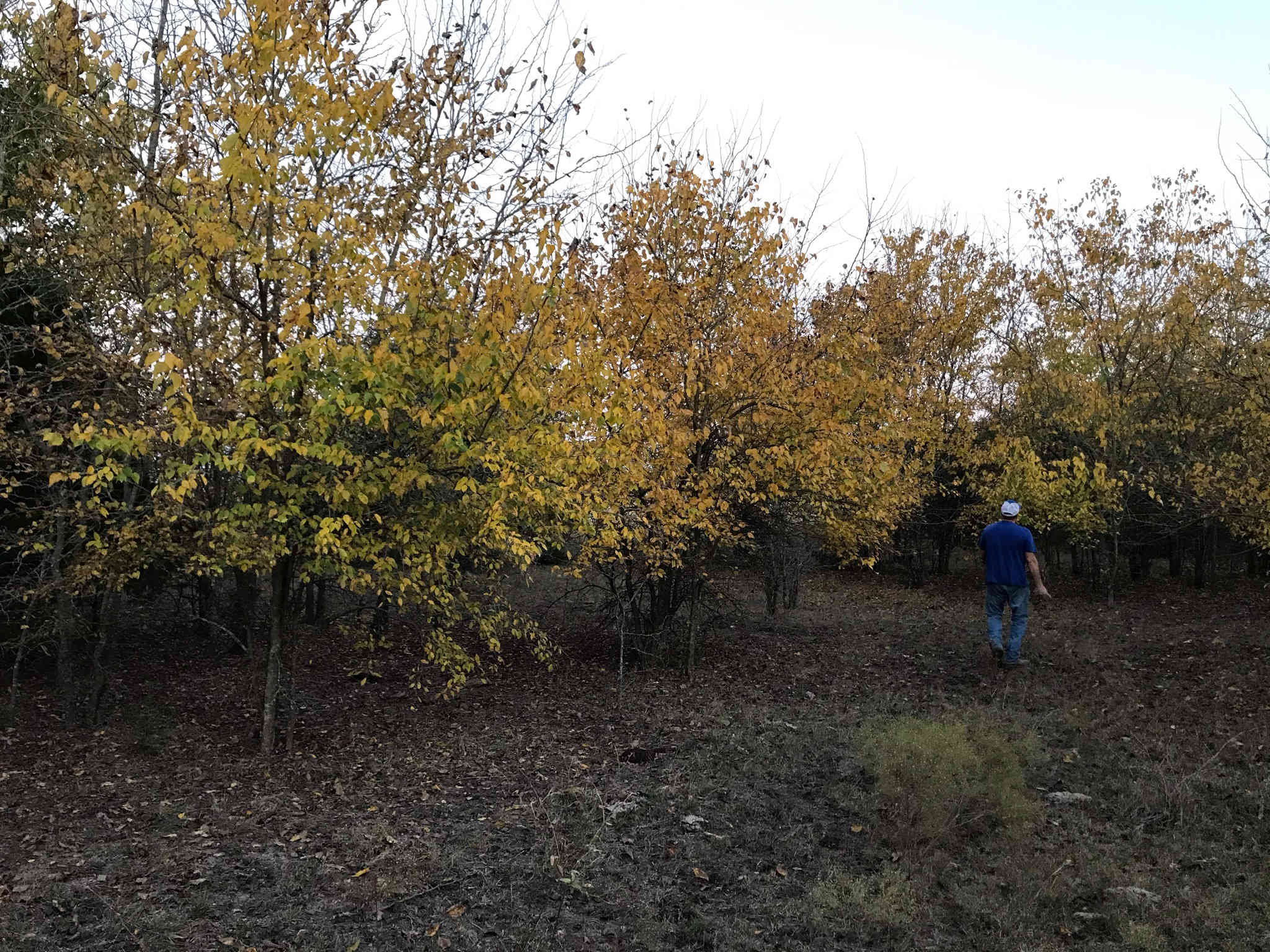 Rebecca W.’s Land