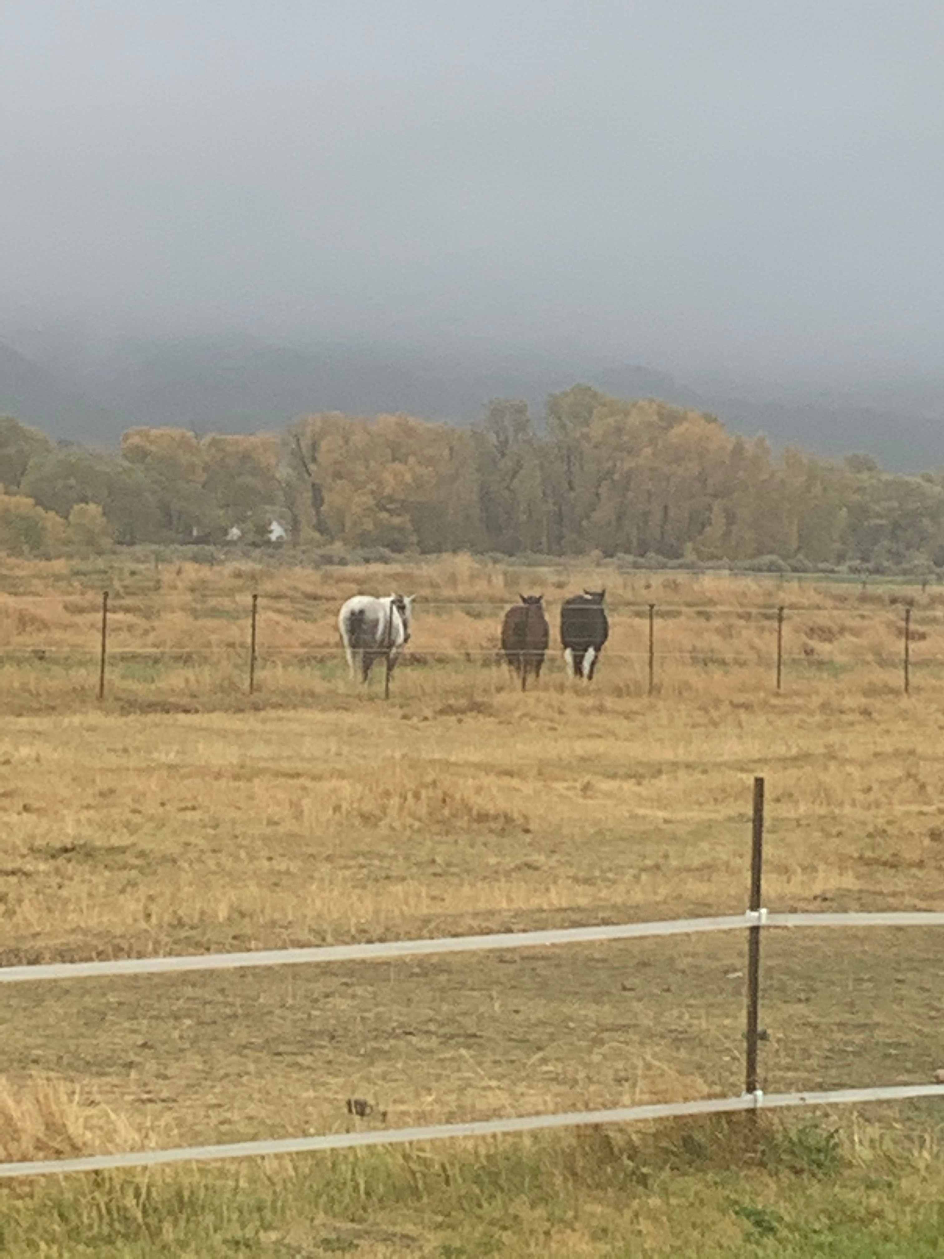 Lucky T Ranch
