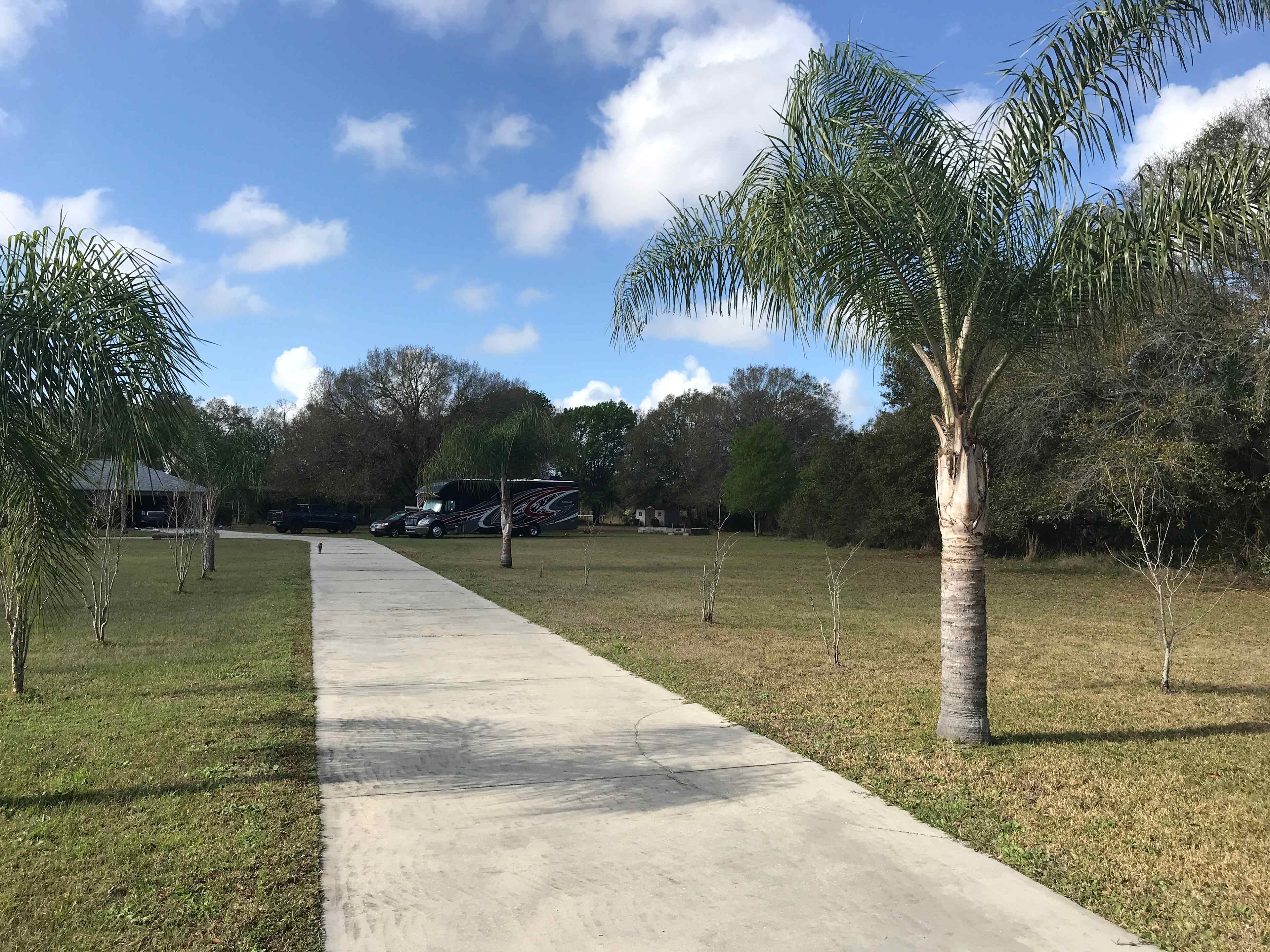 Florida Palms