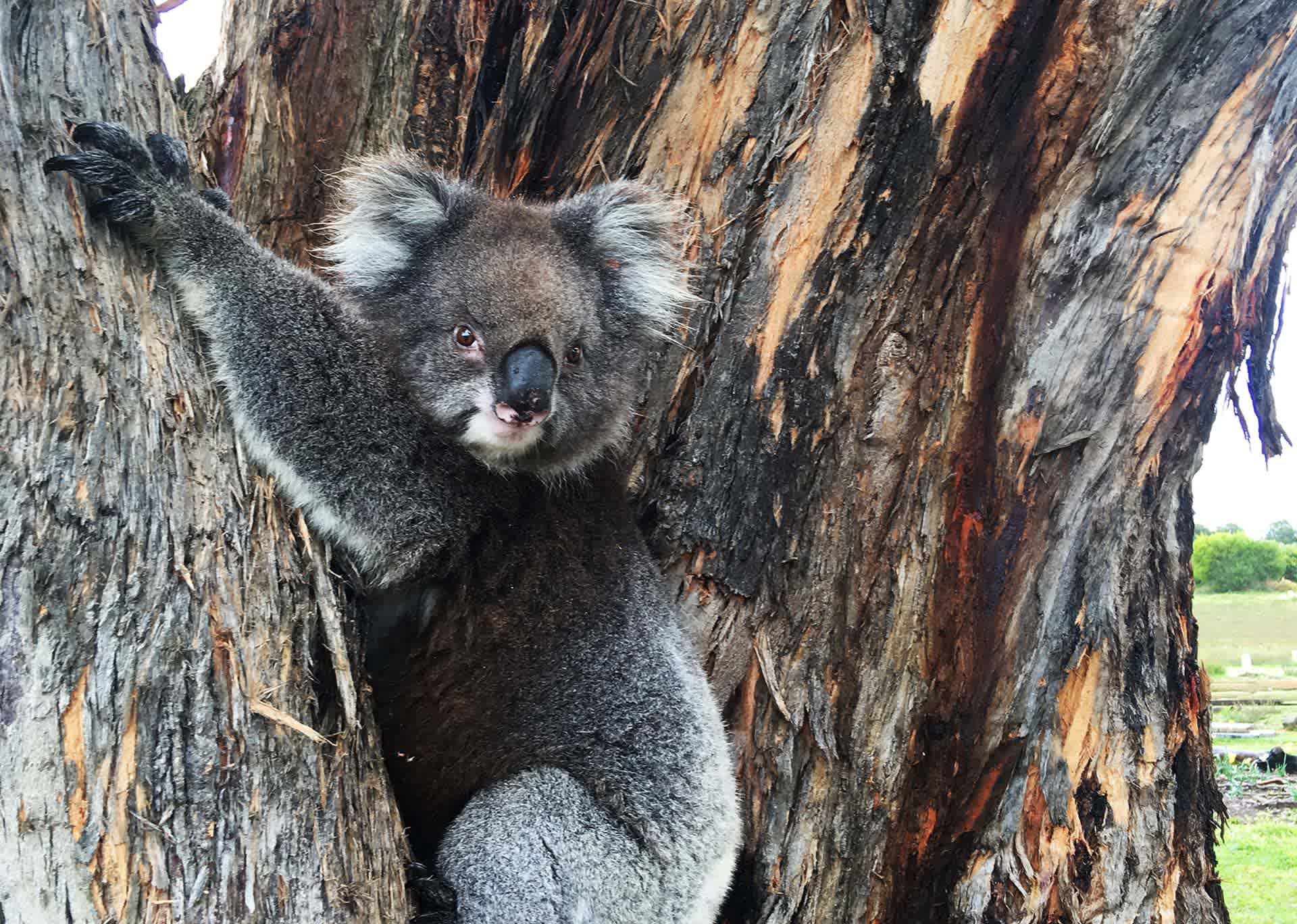 Koalas guaranteed