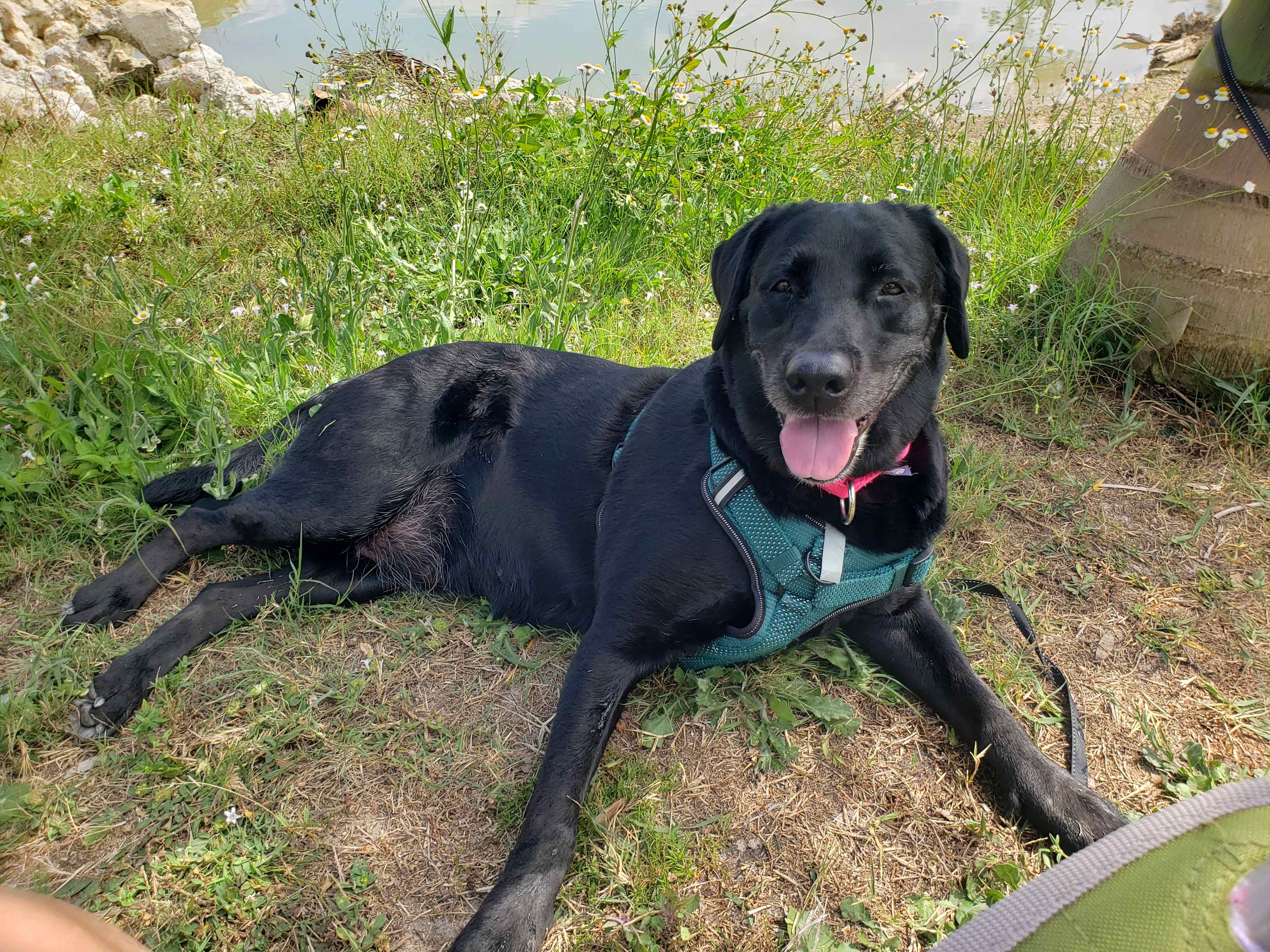 Our puppy enjoyed her stay!