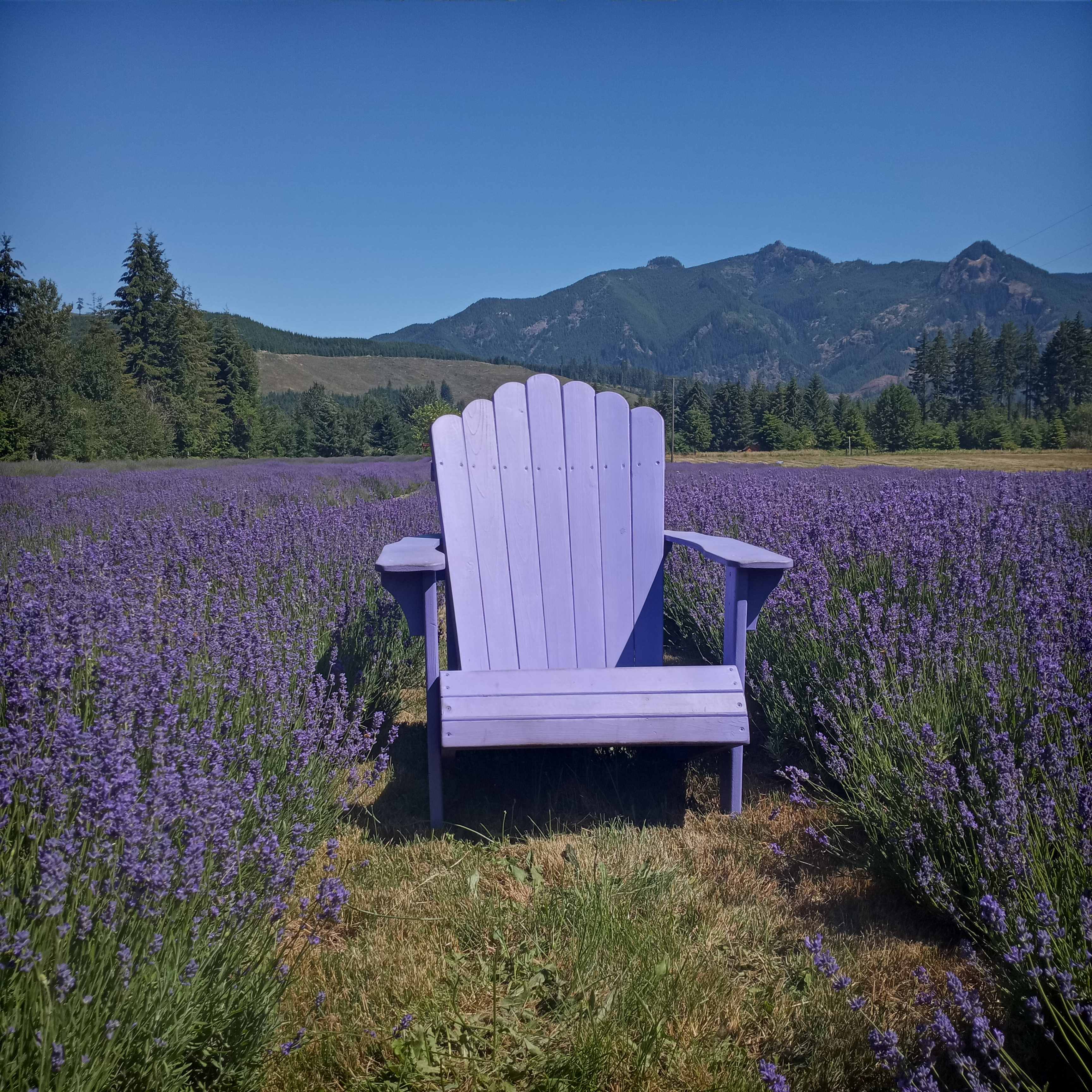 Mountain Lavender Escape