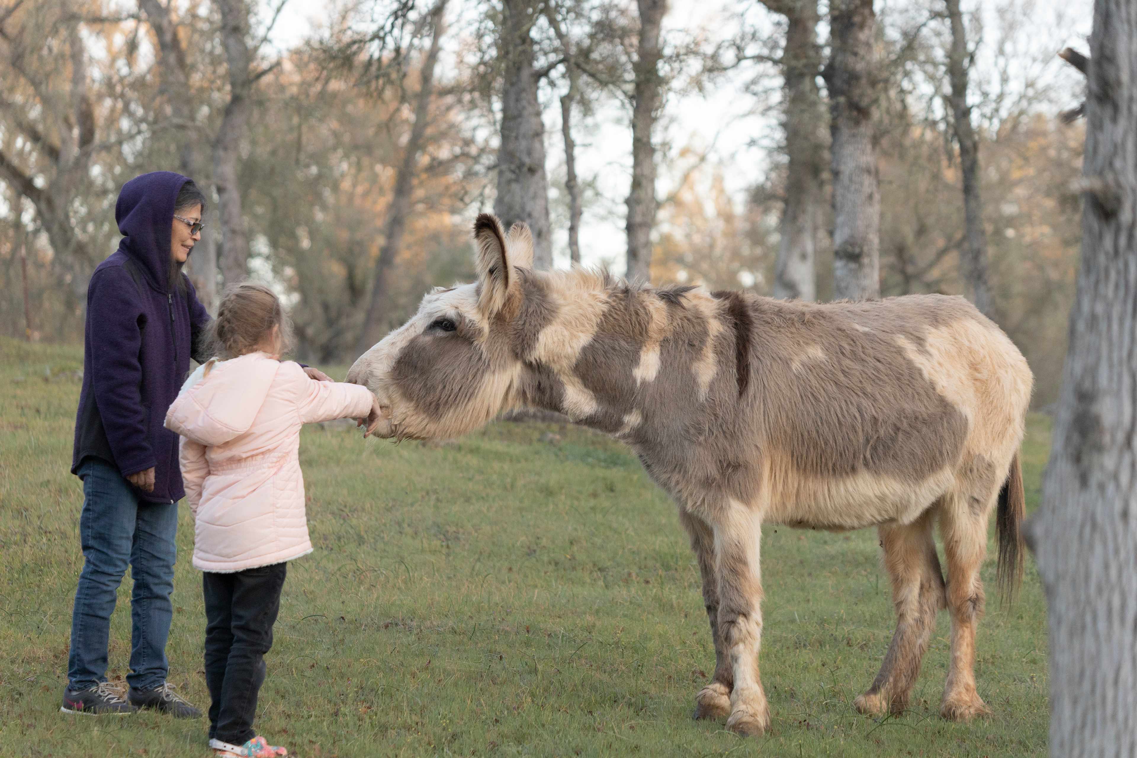 Donkey loves apples!