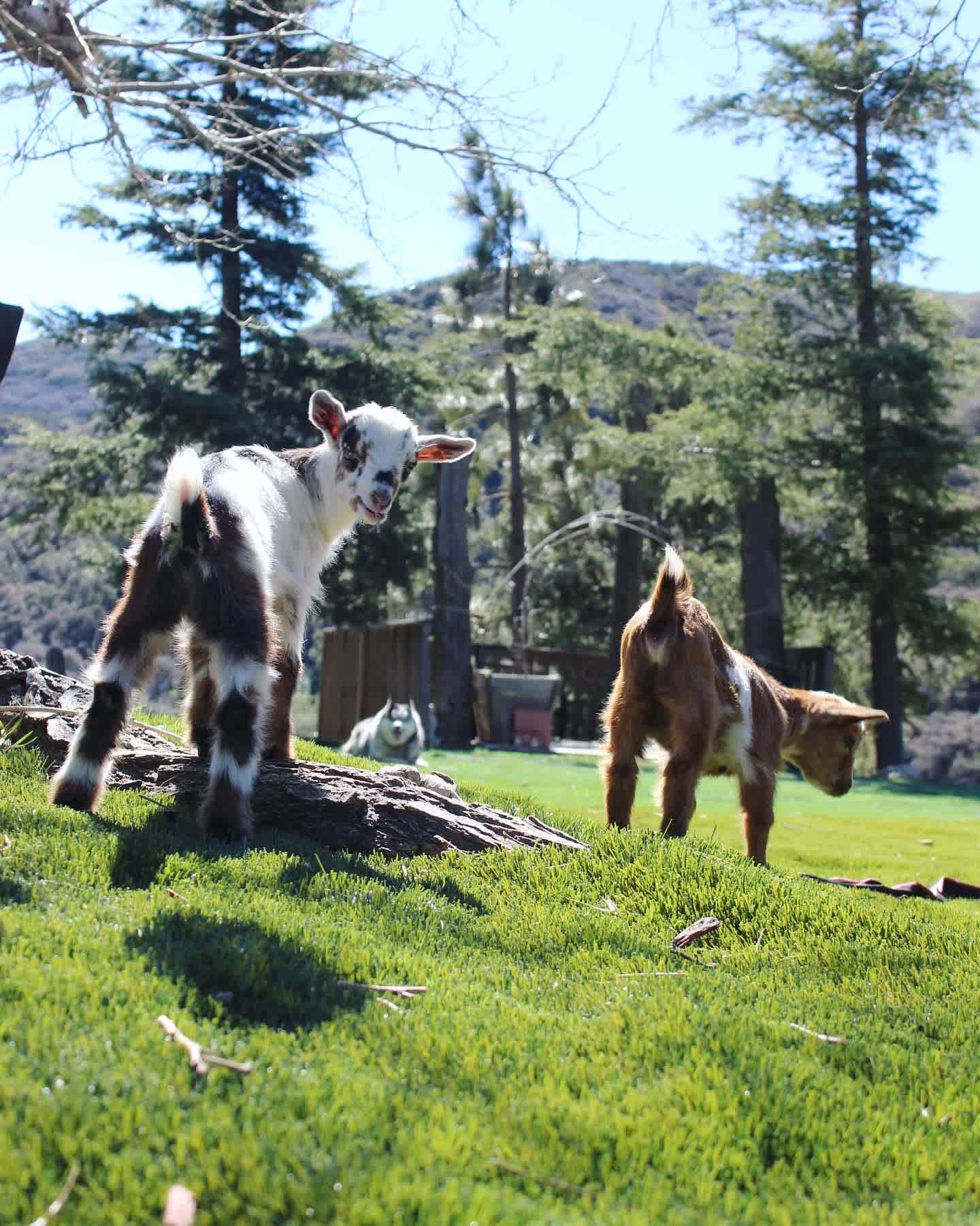 BabyGoats Dasy-Margarete and Kolohé