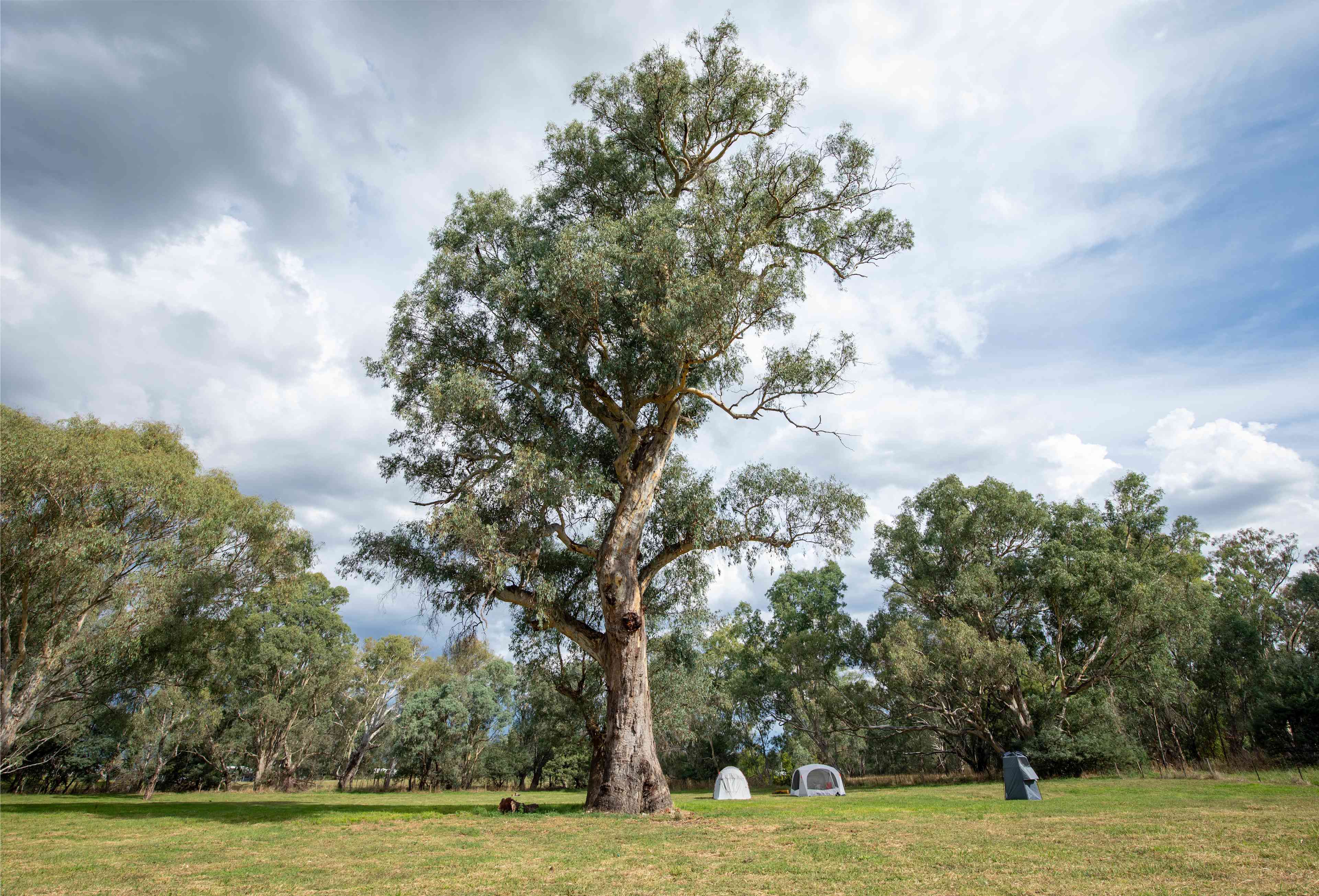 This gumtree is estimated to be around over 500 years old. These giants are a wonderful feature on the farm. 