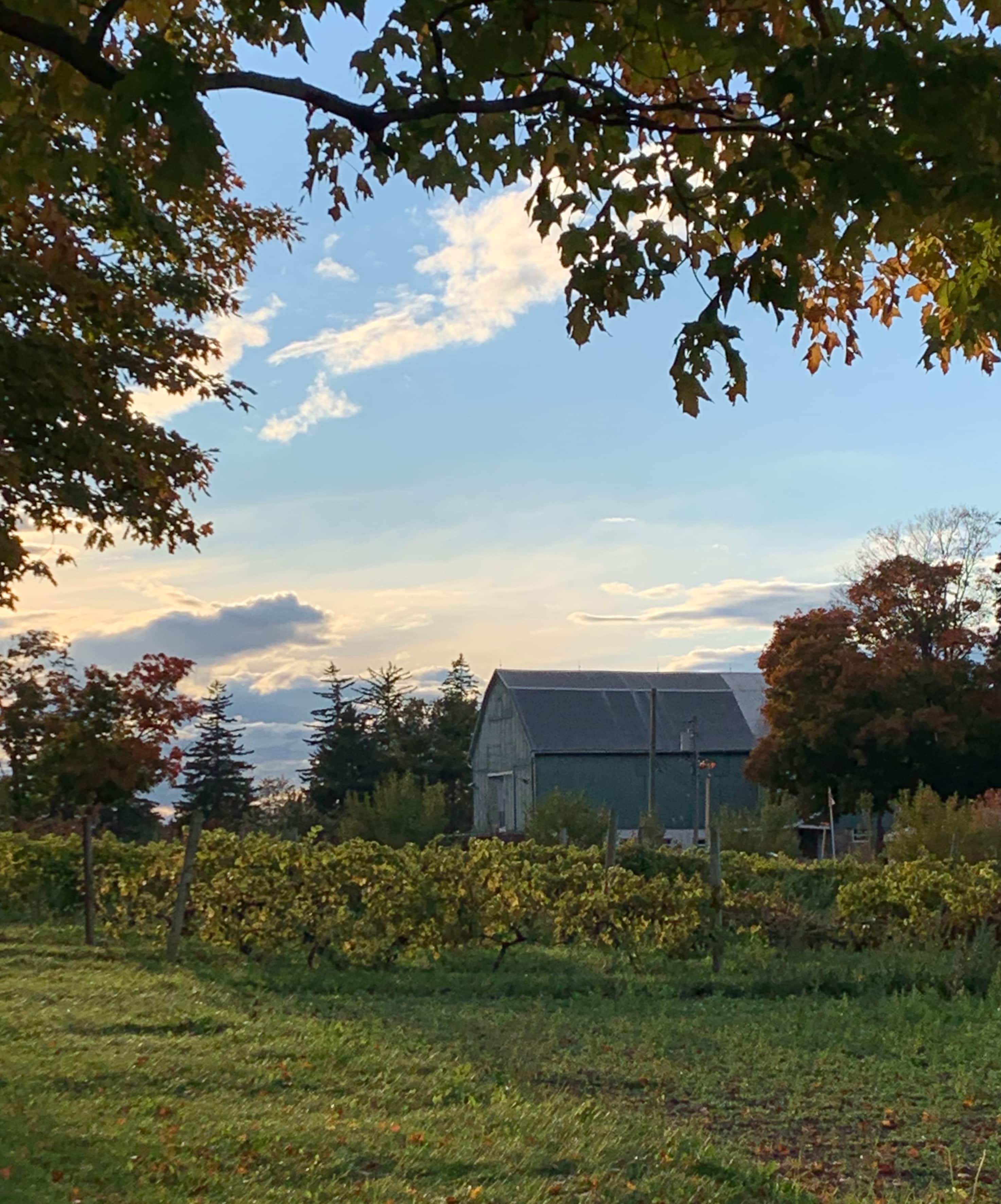 Ocala Winery