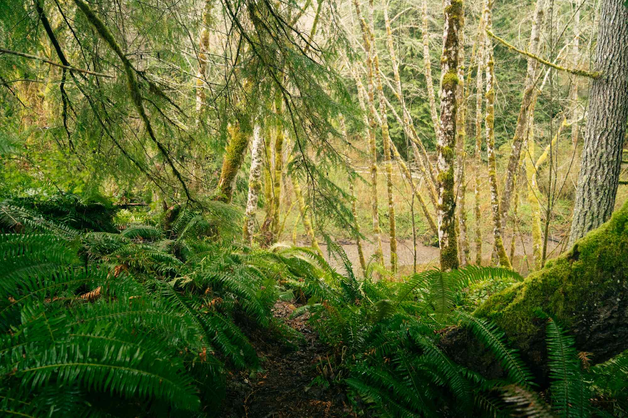 Salt Creek Meadows