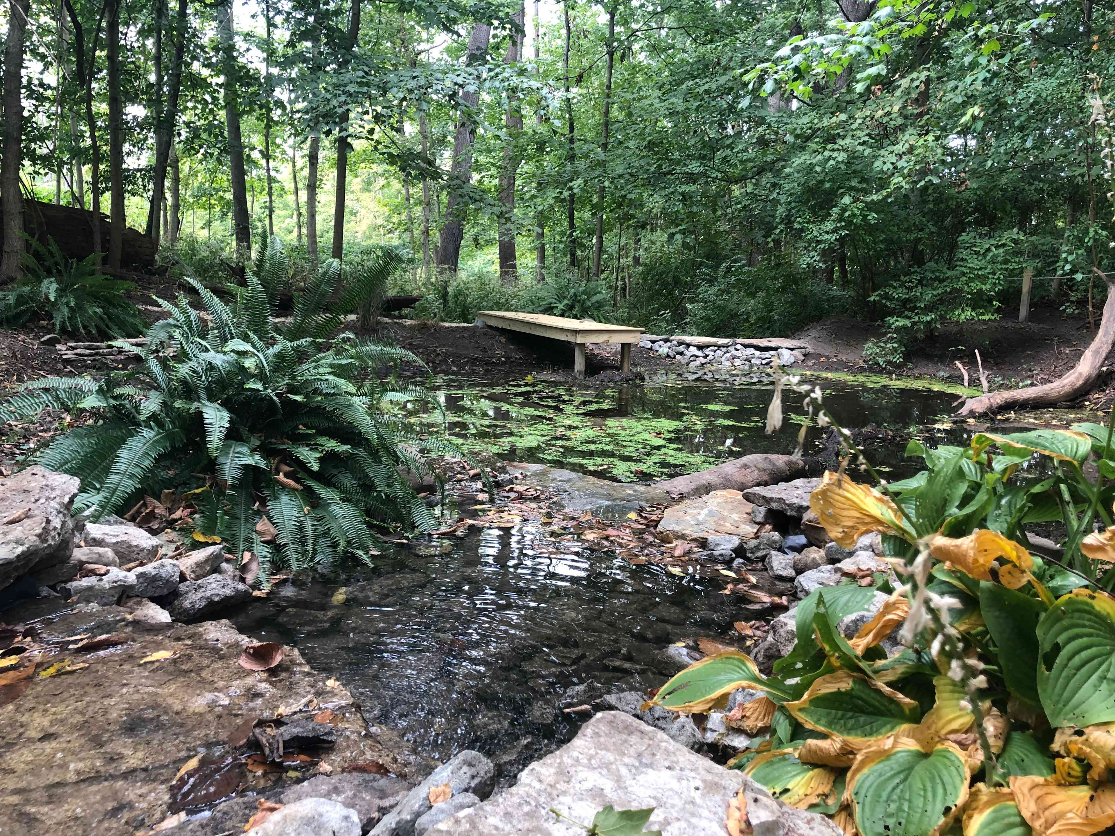 Koi pond with waterfall