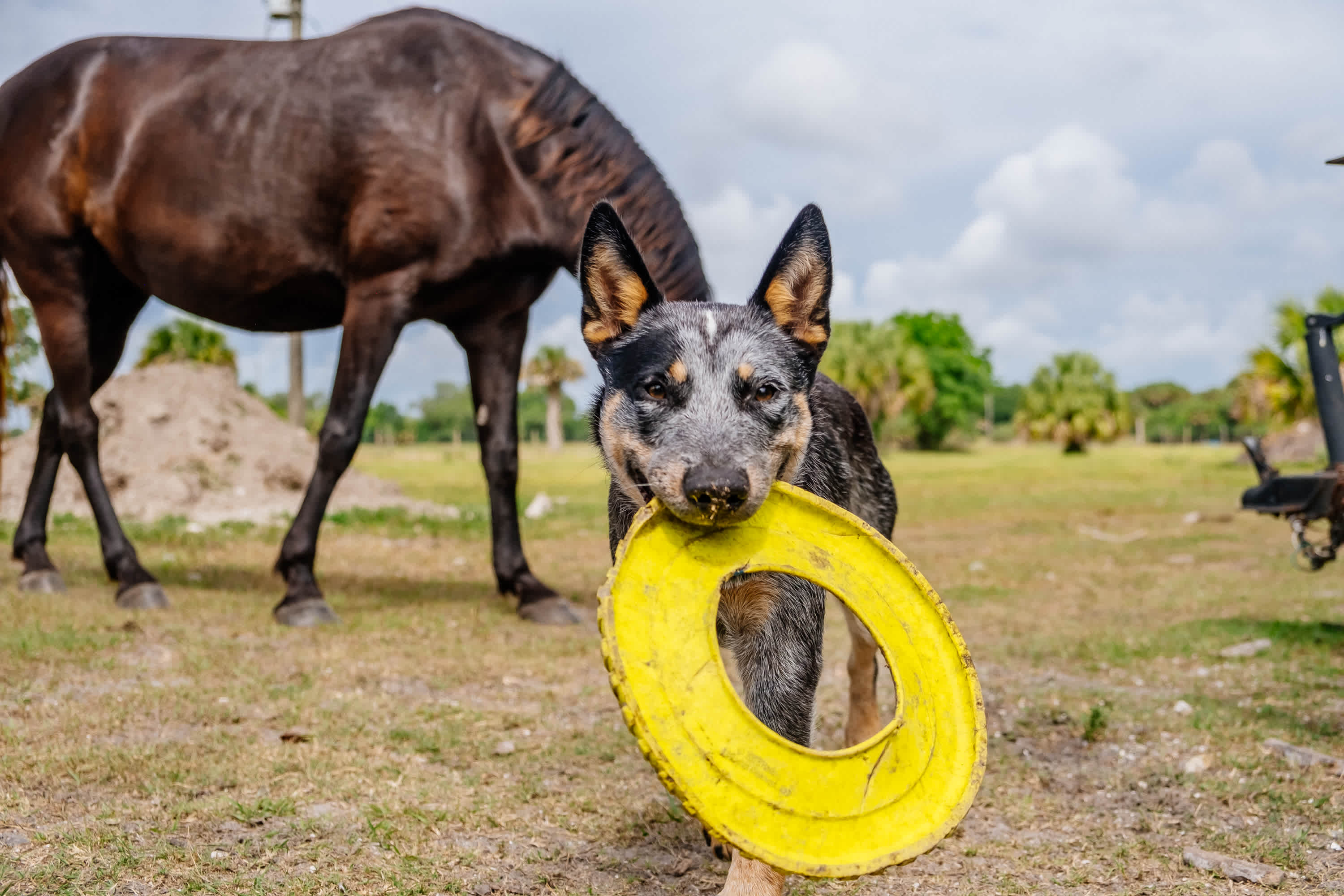 Friendly farm dog