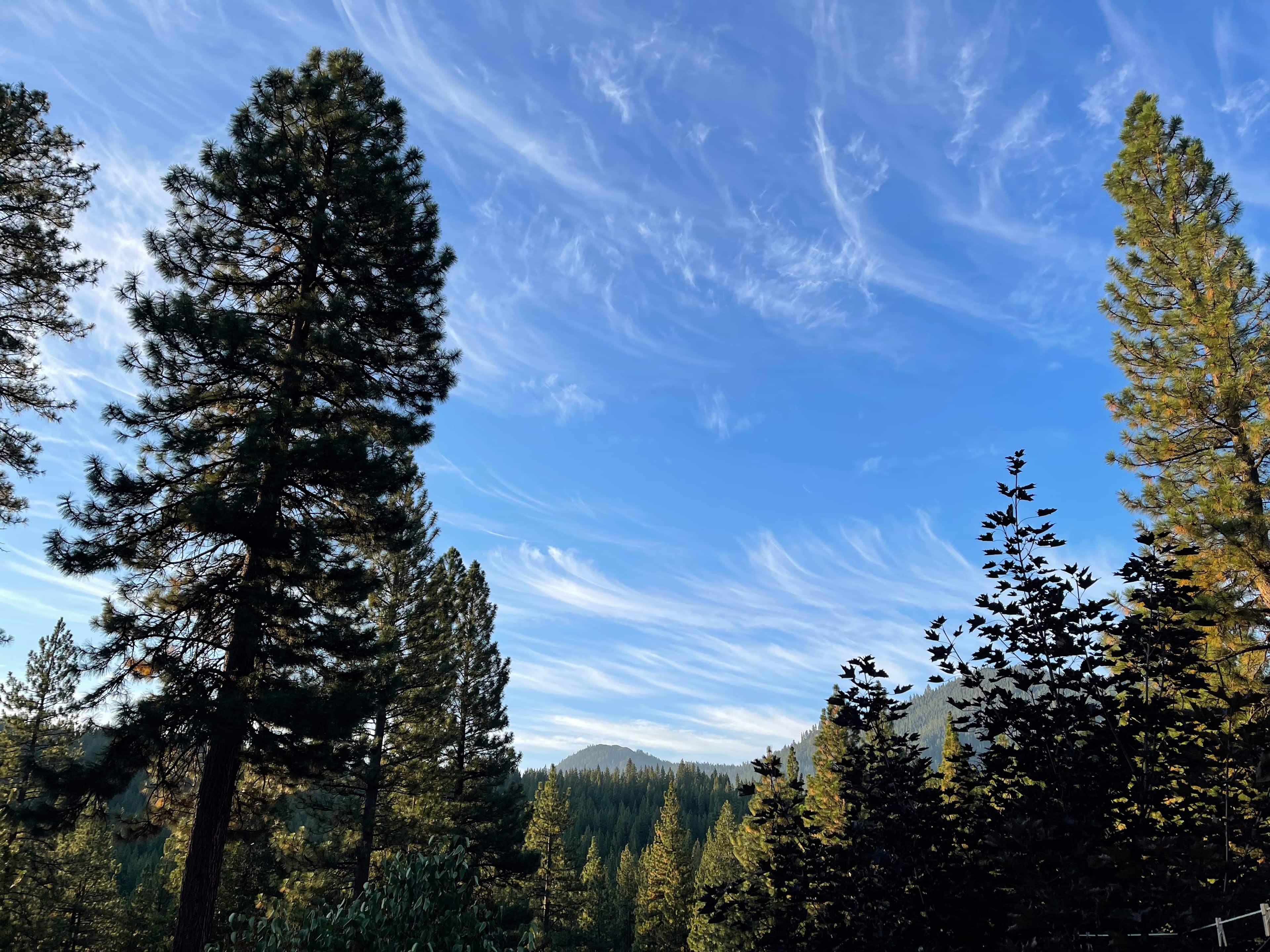 Pine forest primitive camping