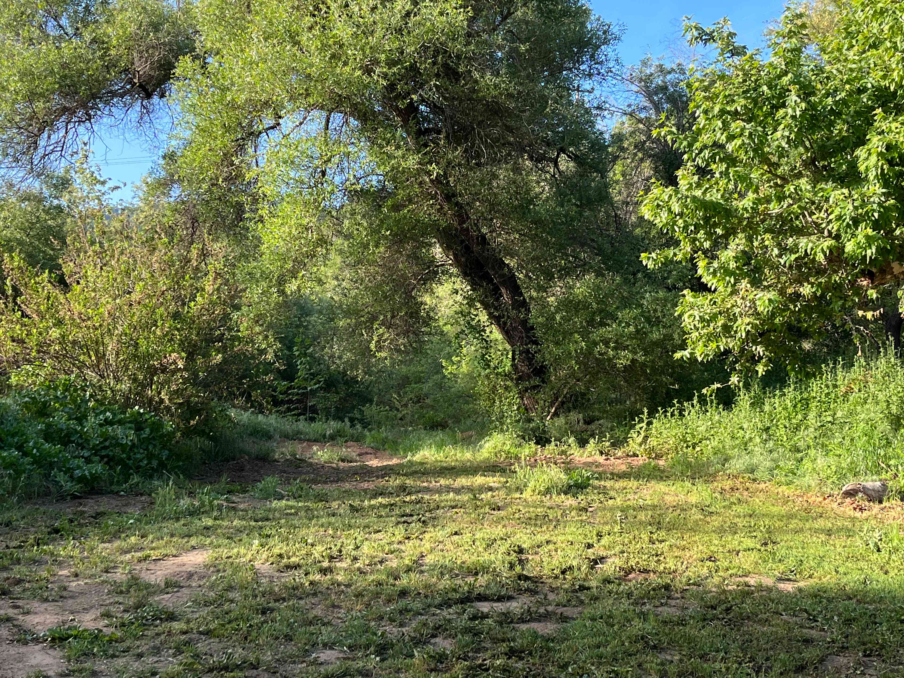 Arnaz site, has been mowed 