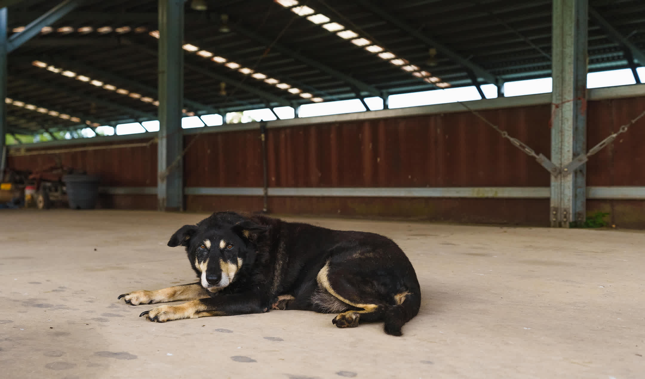 The owner's iconic pet who steals the thunder from the horses...he's 22 years old!
Instagram: @jarodimaged