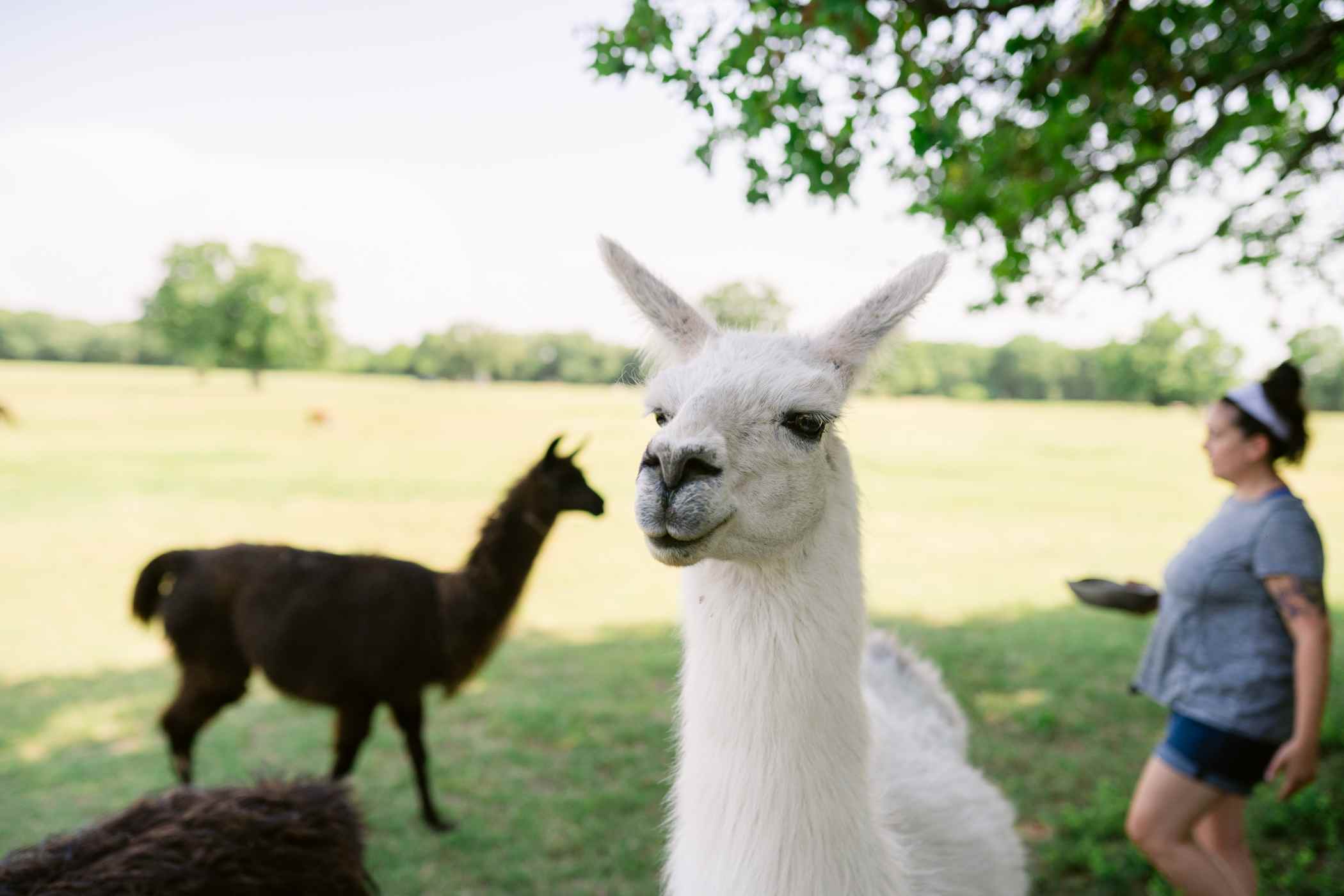 All of the llamas have personalities and hung around for a while.