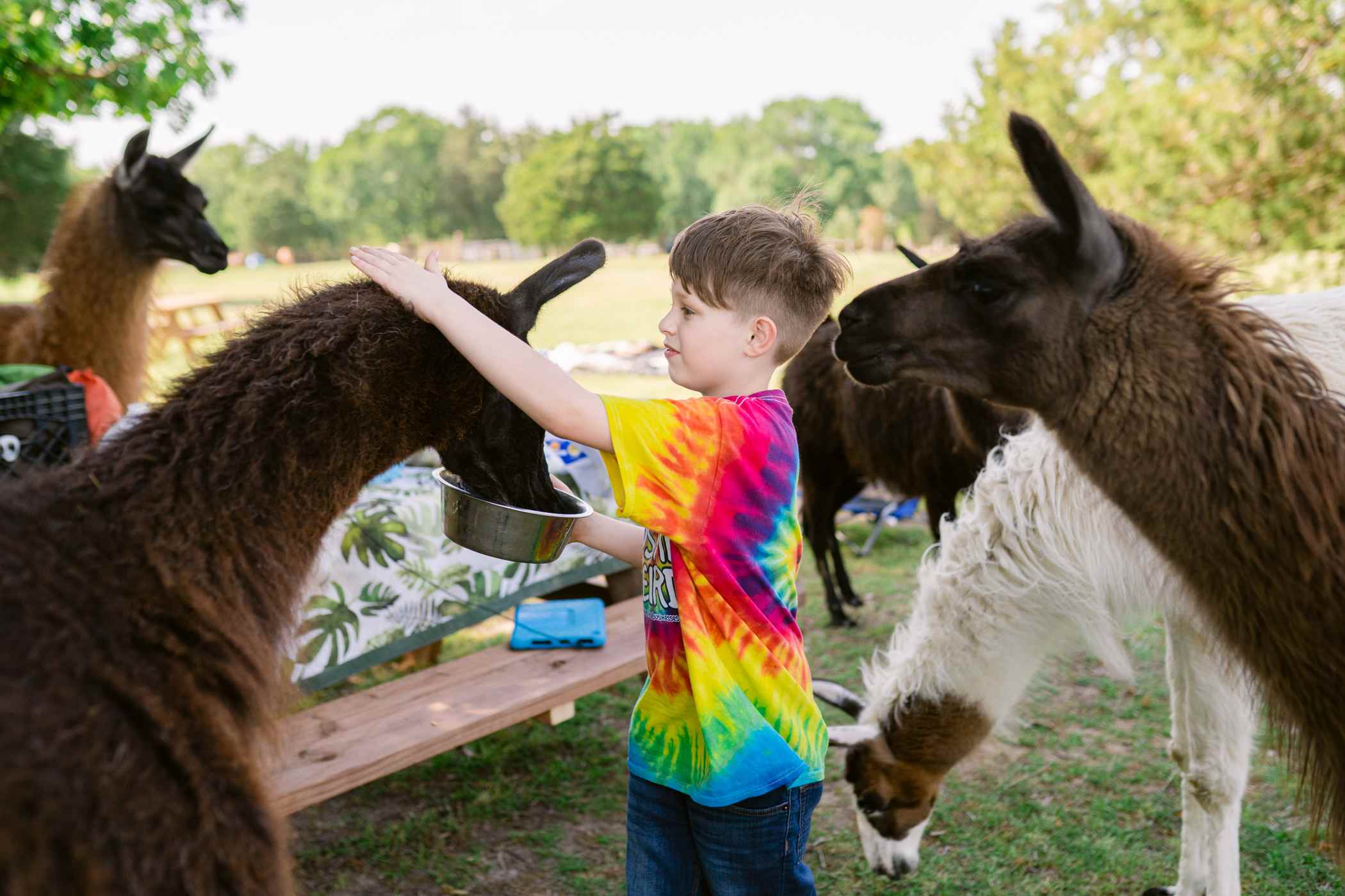 Super sweet llamas!