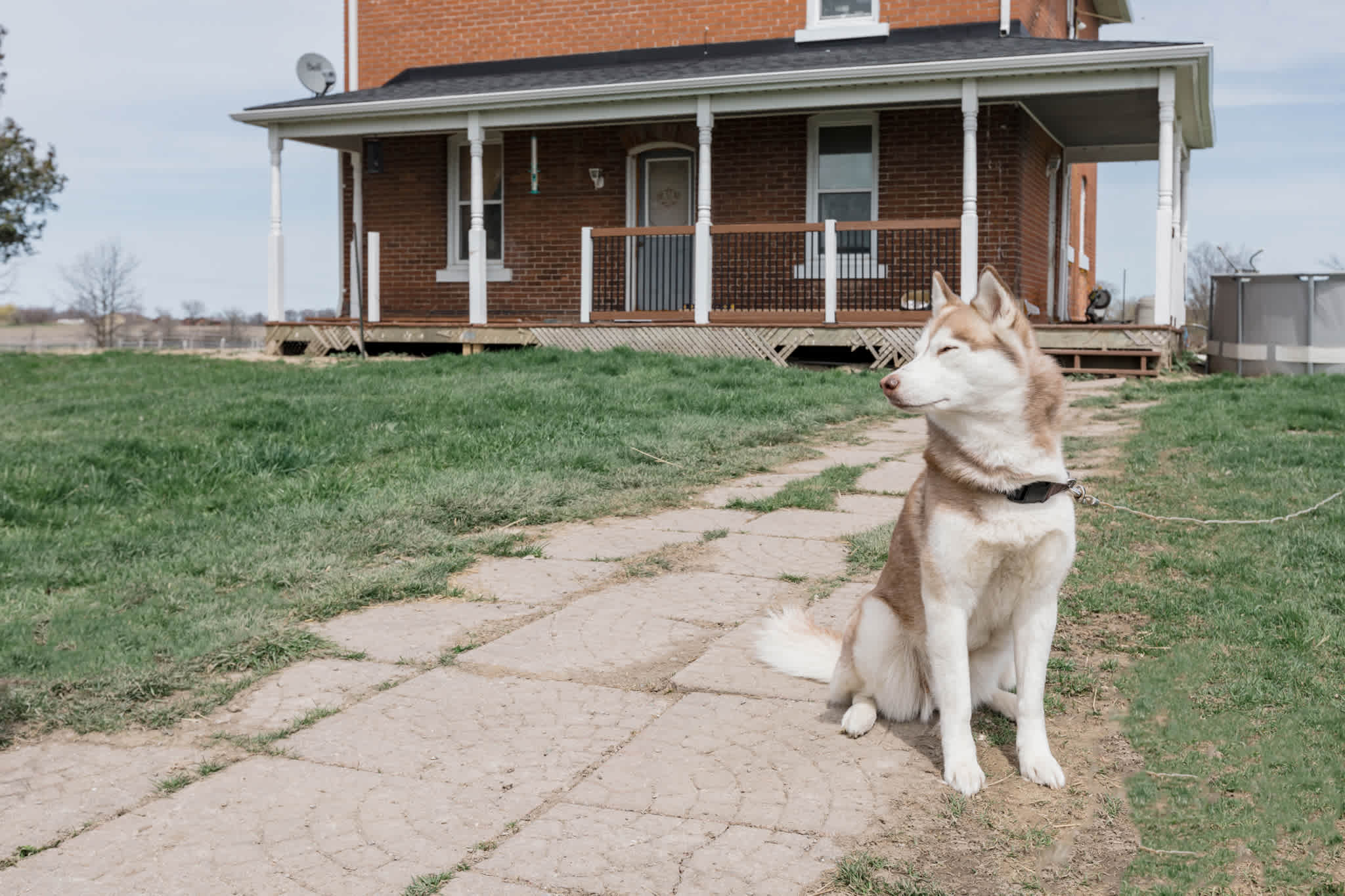 Visitors are greeted by Luna, their 'grandma' husky. A very sweet girl with lots of love to give. 