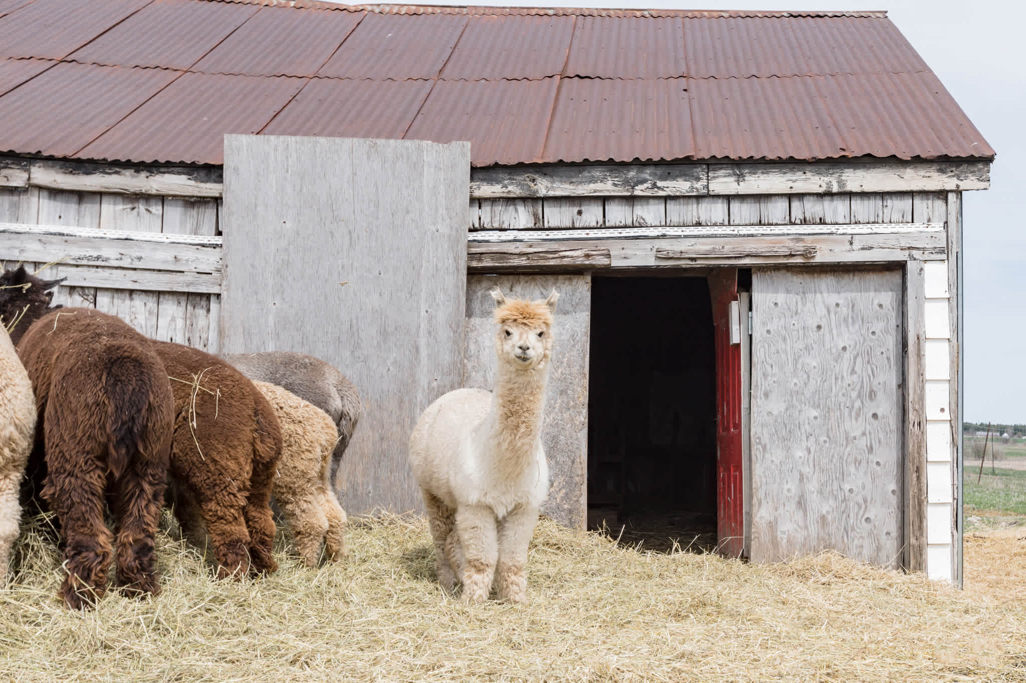 The Alpacas are very curious of the visitors who come by to say hi. 