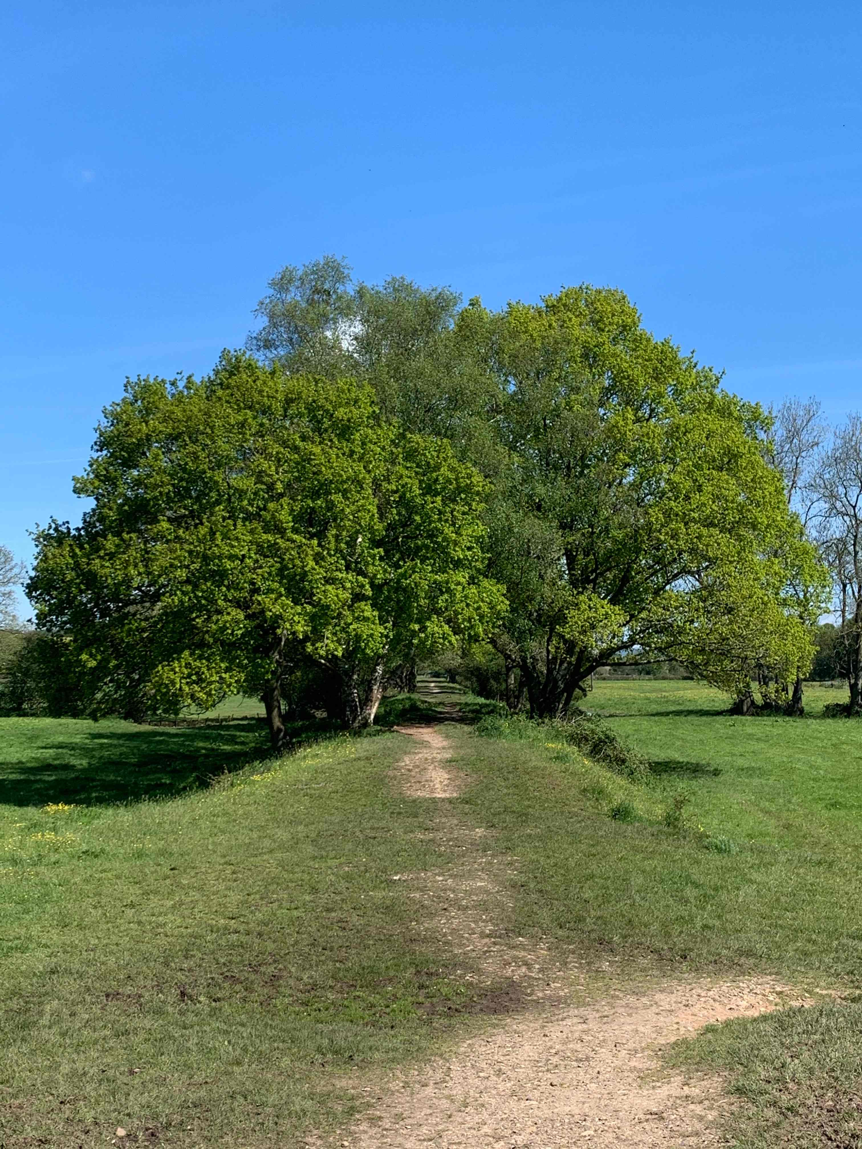 Bowhayes Farm - Glamping & Camping