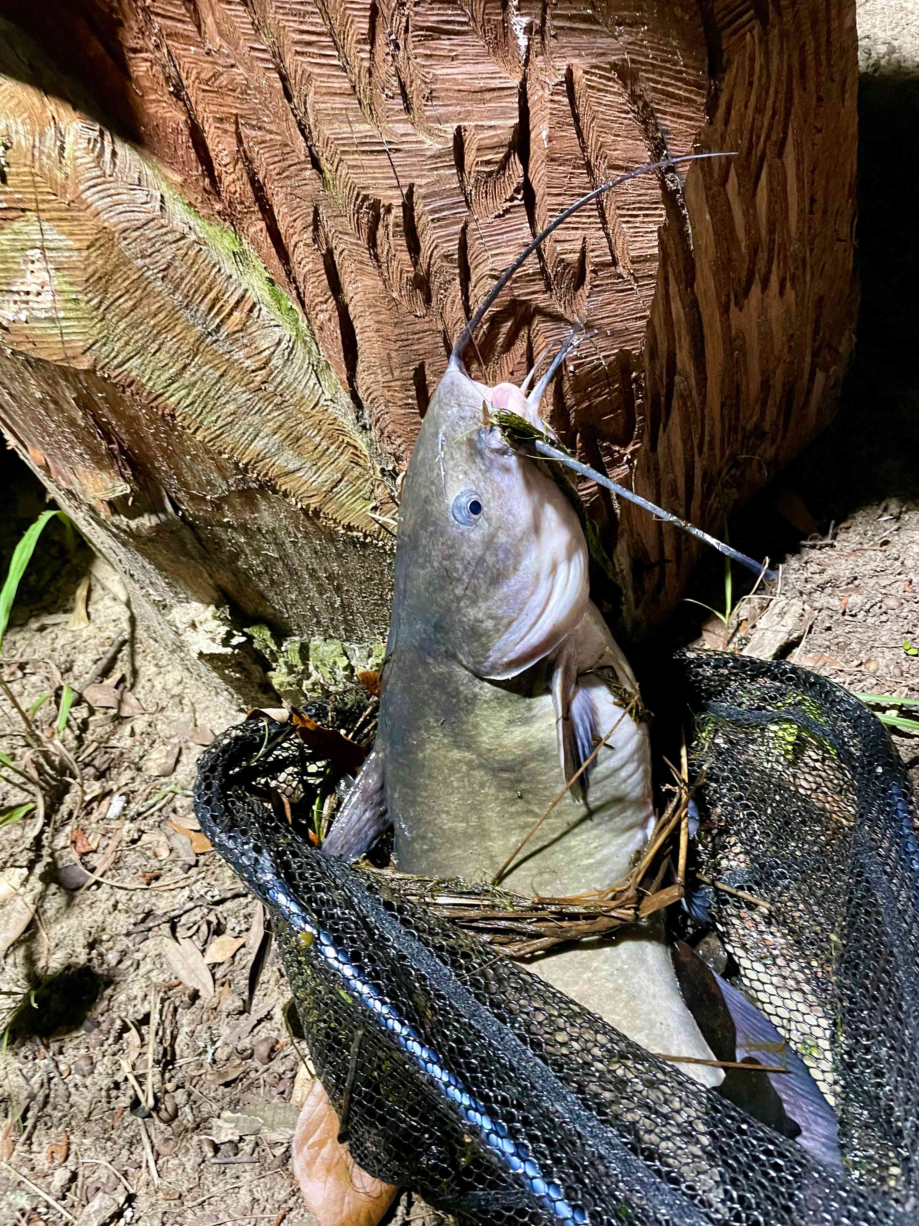 Peace at the pond