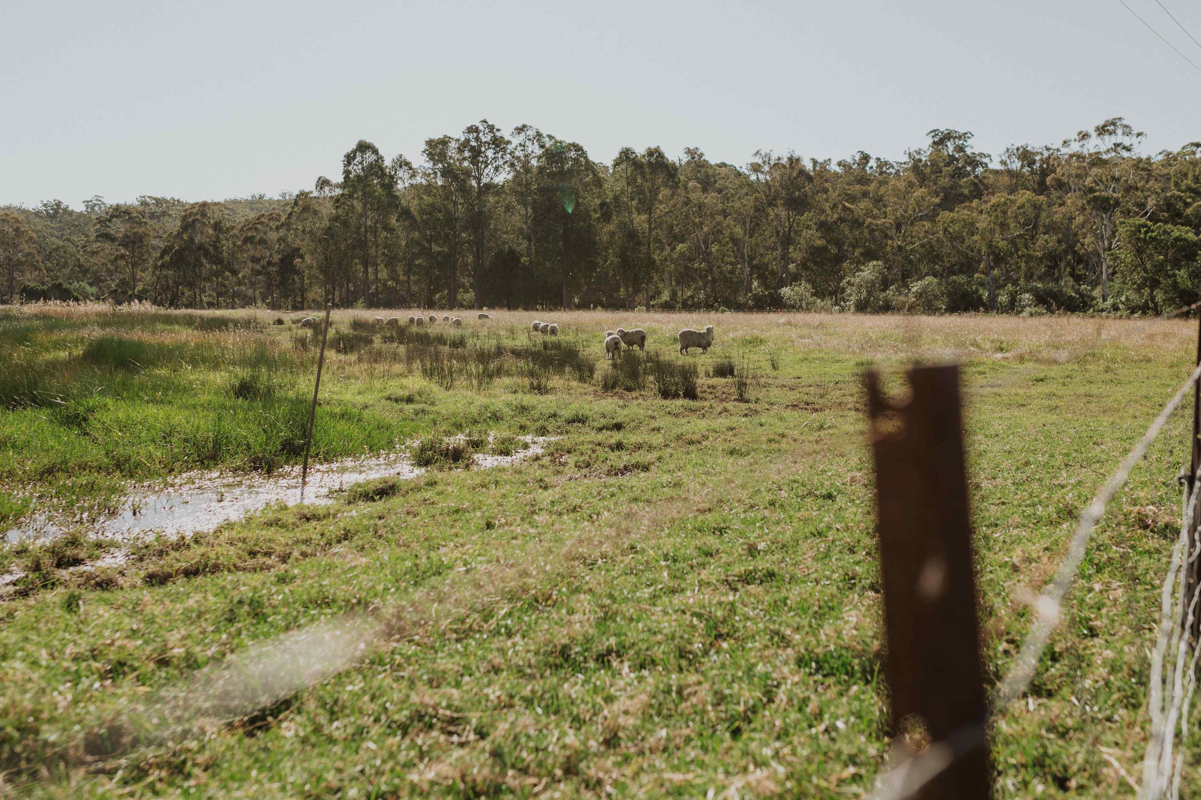 The sheep from the property.
