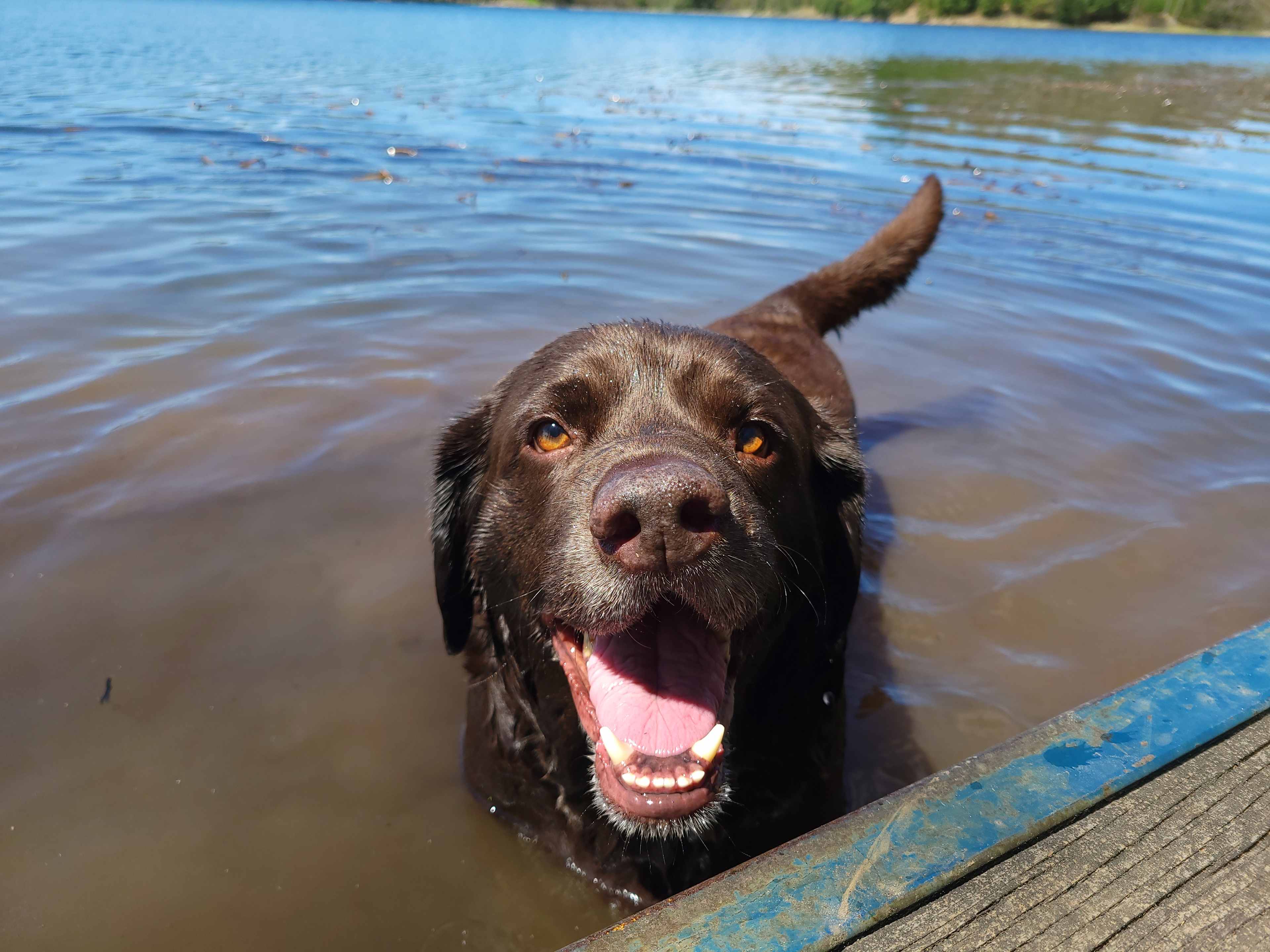 Happy chocolate lab, Duck. 