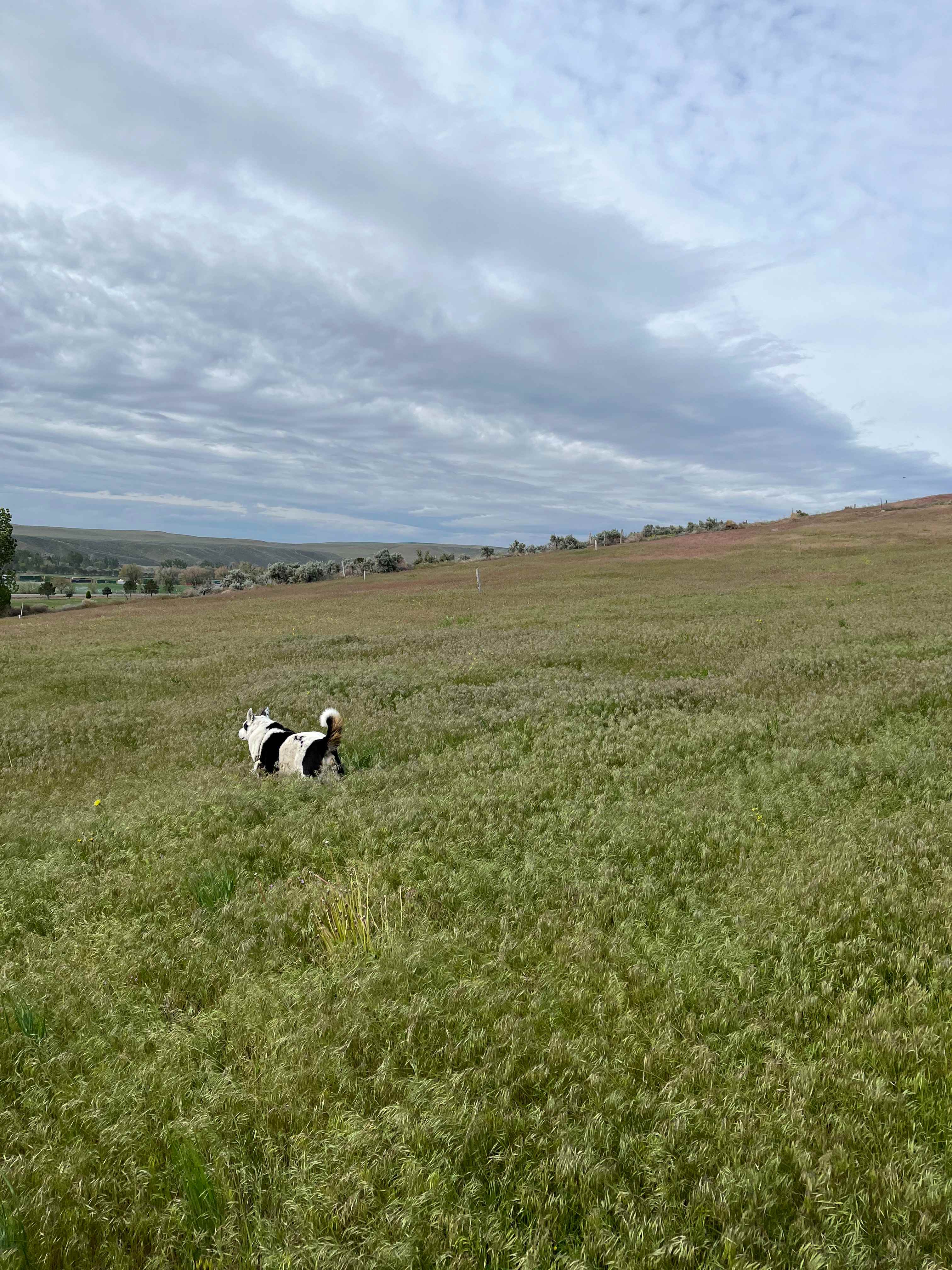 Doggie freedom!