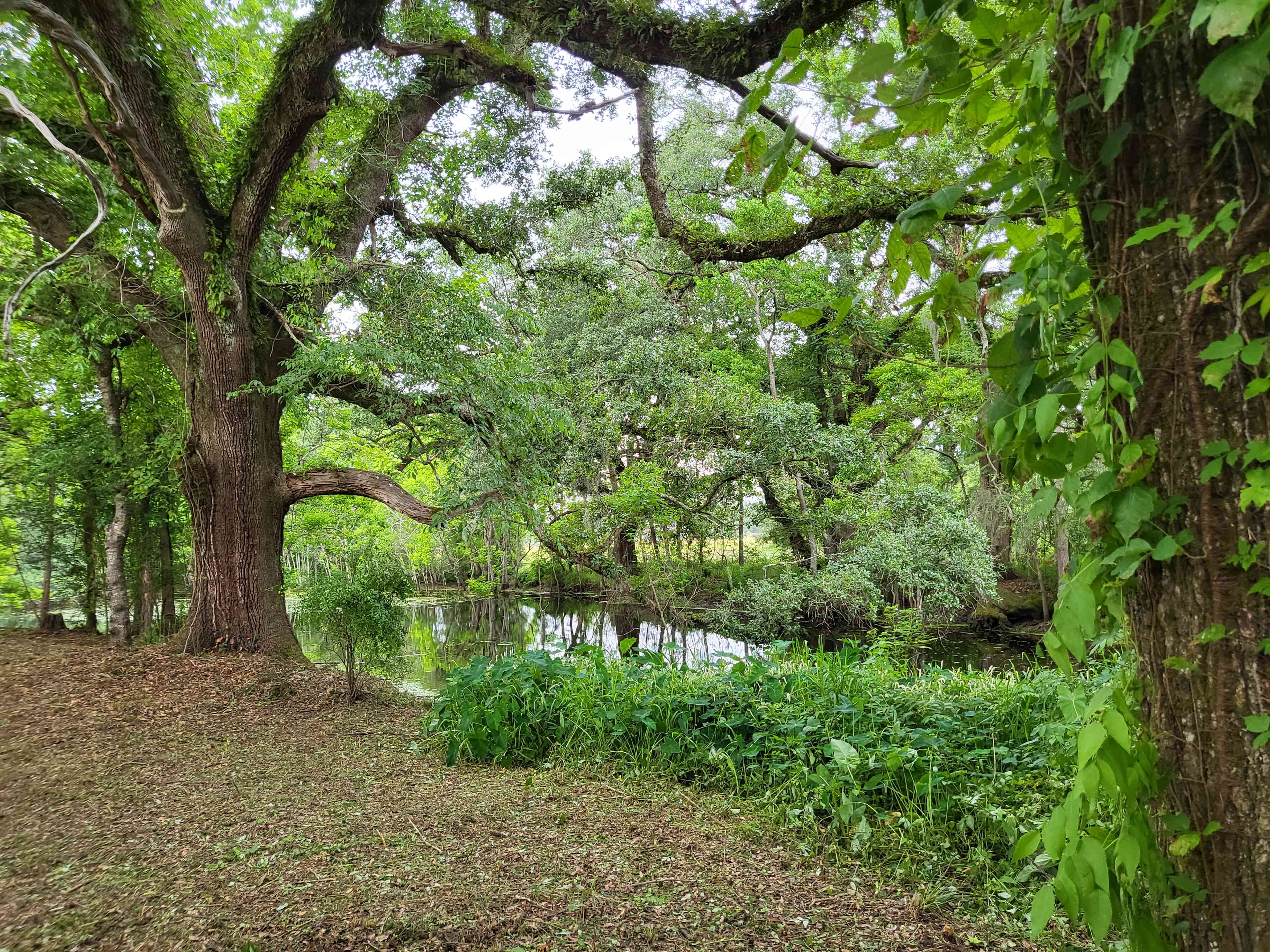 Opal Springs Nature Haven