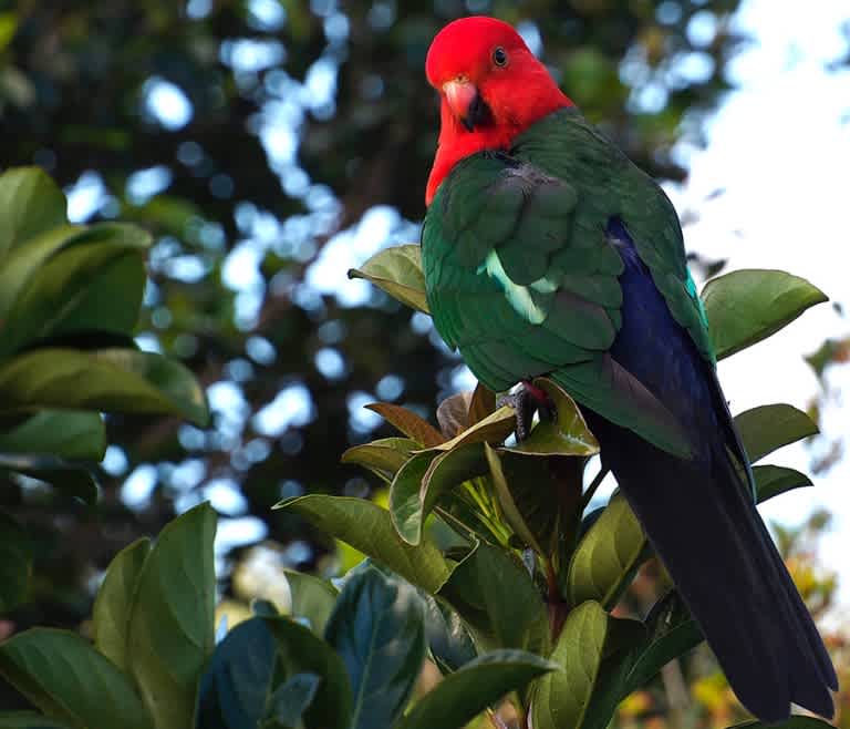 King Parrots