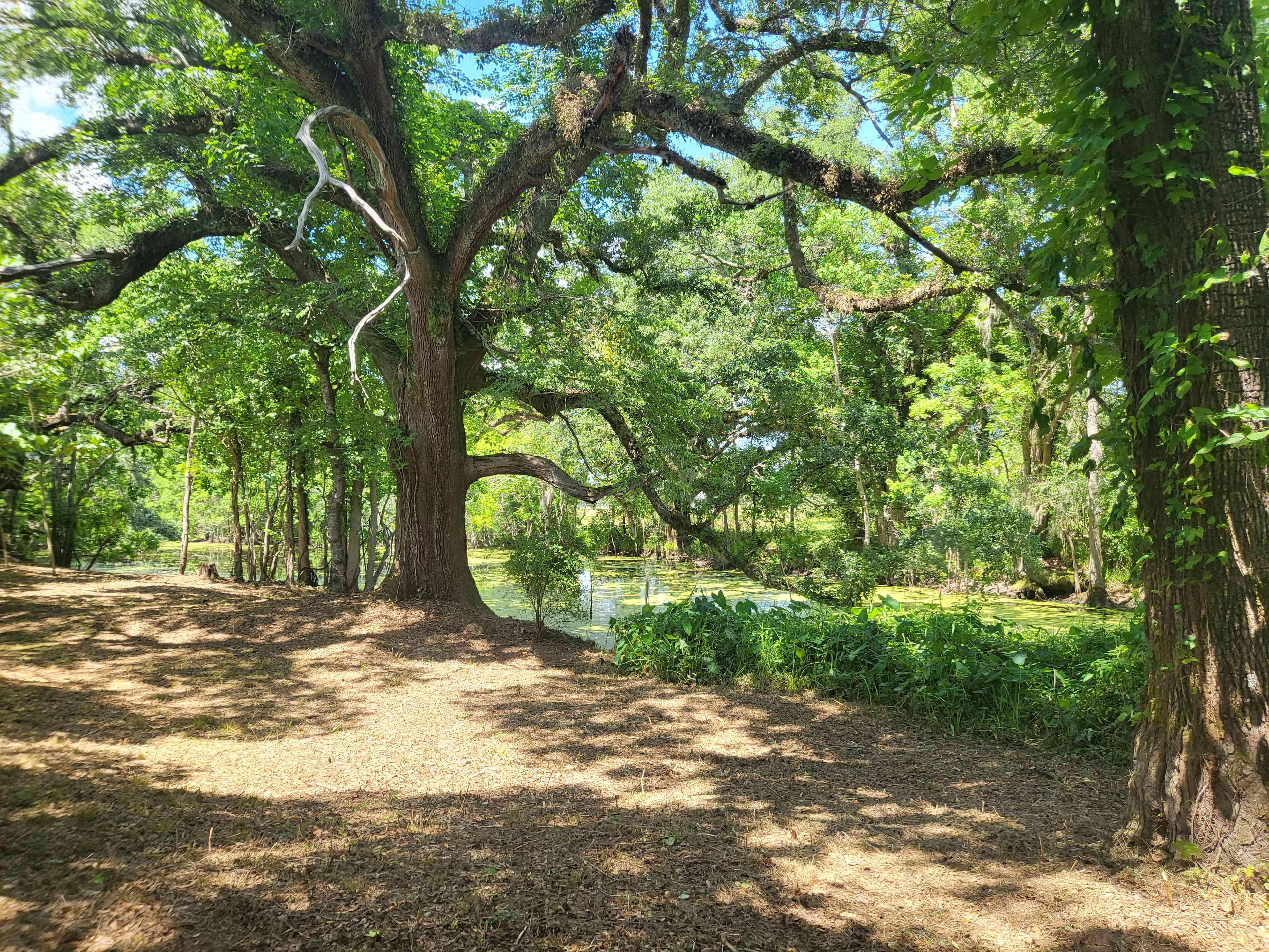 Opal Springs Nature Haven