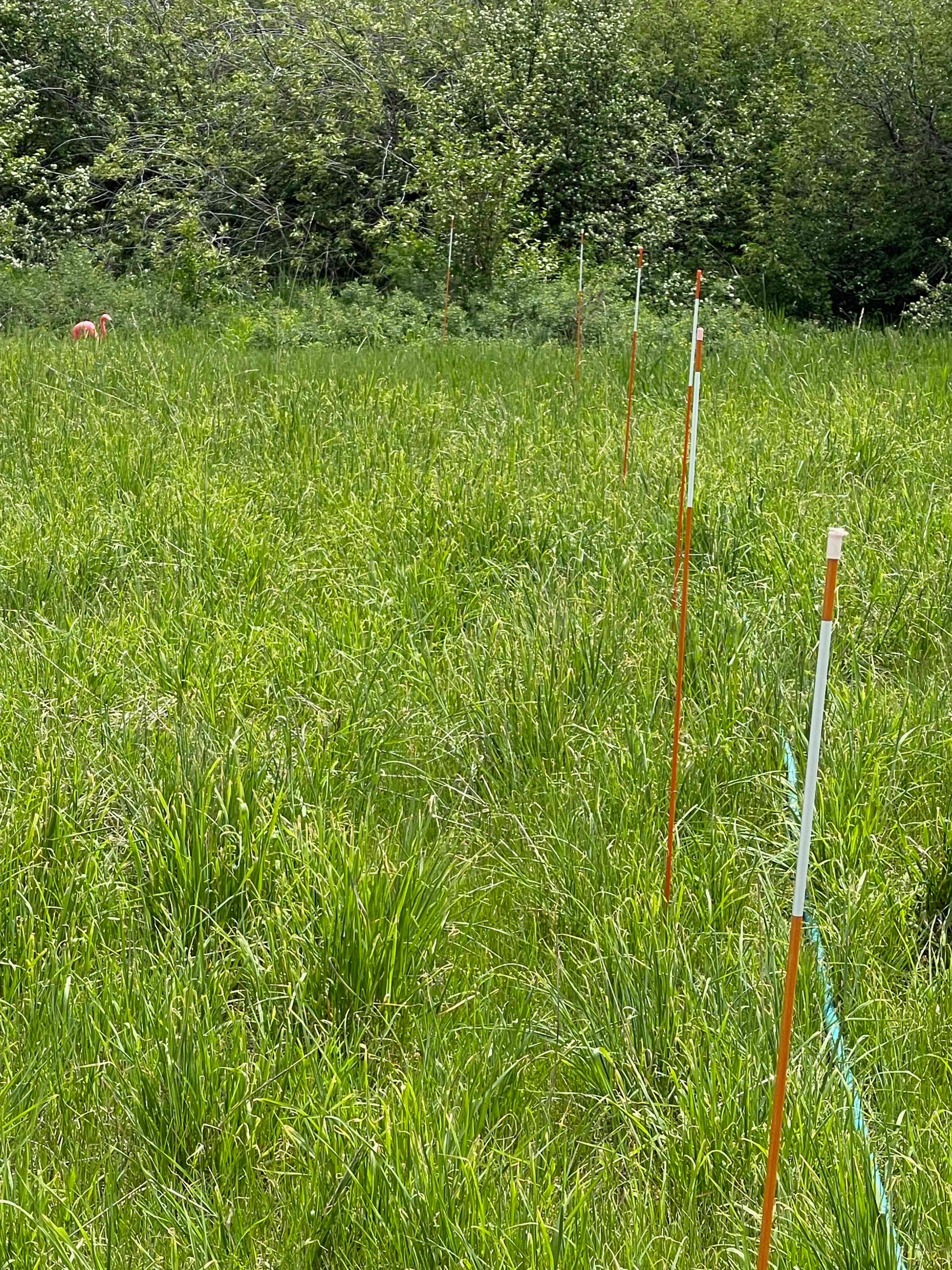 The orange stakes define where the hose is, please don't drive near them.