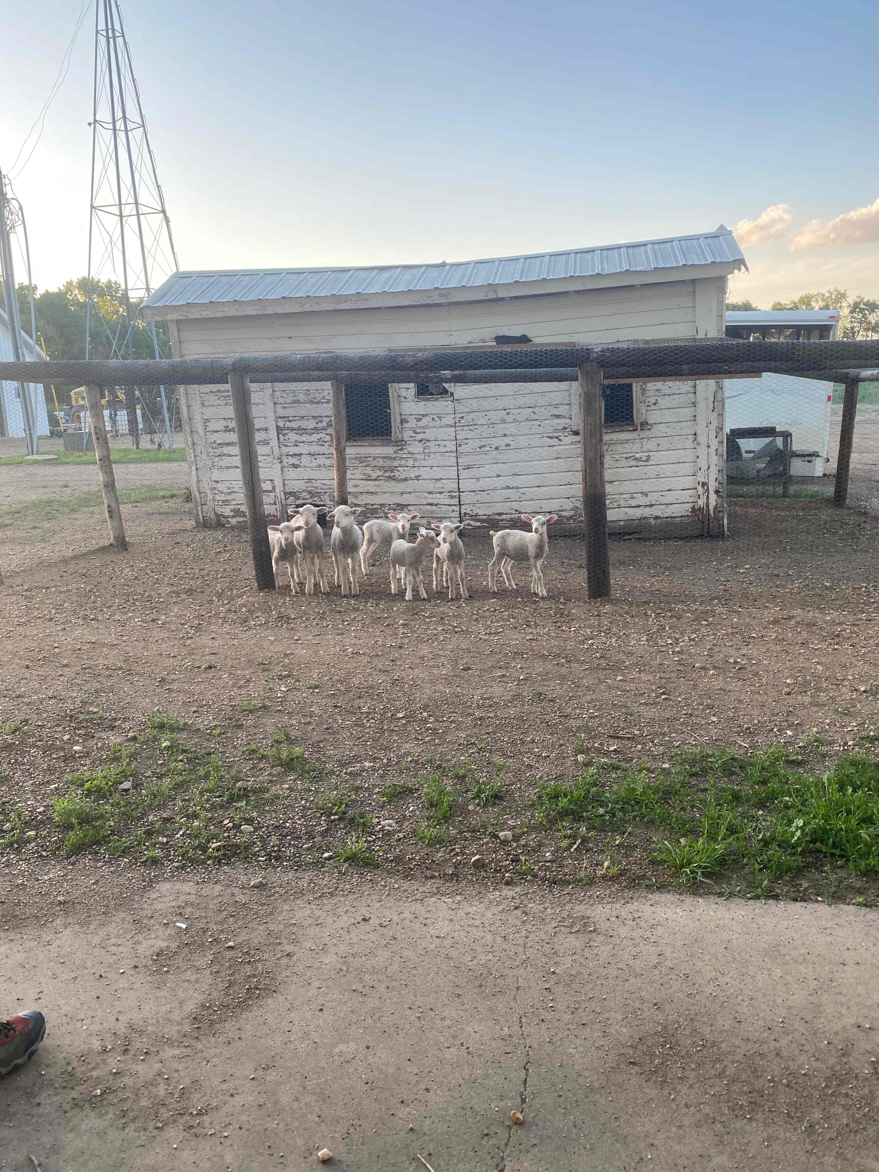 Super cute bottle lambs