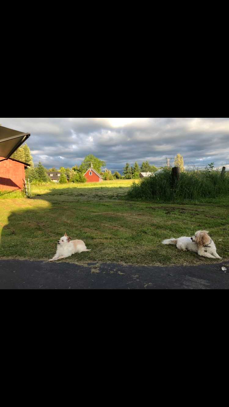 flying pig camp Rainier view!