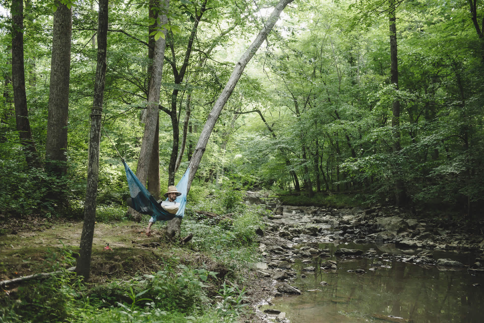 Rare, Watershed Forest - Piedmont