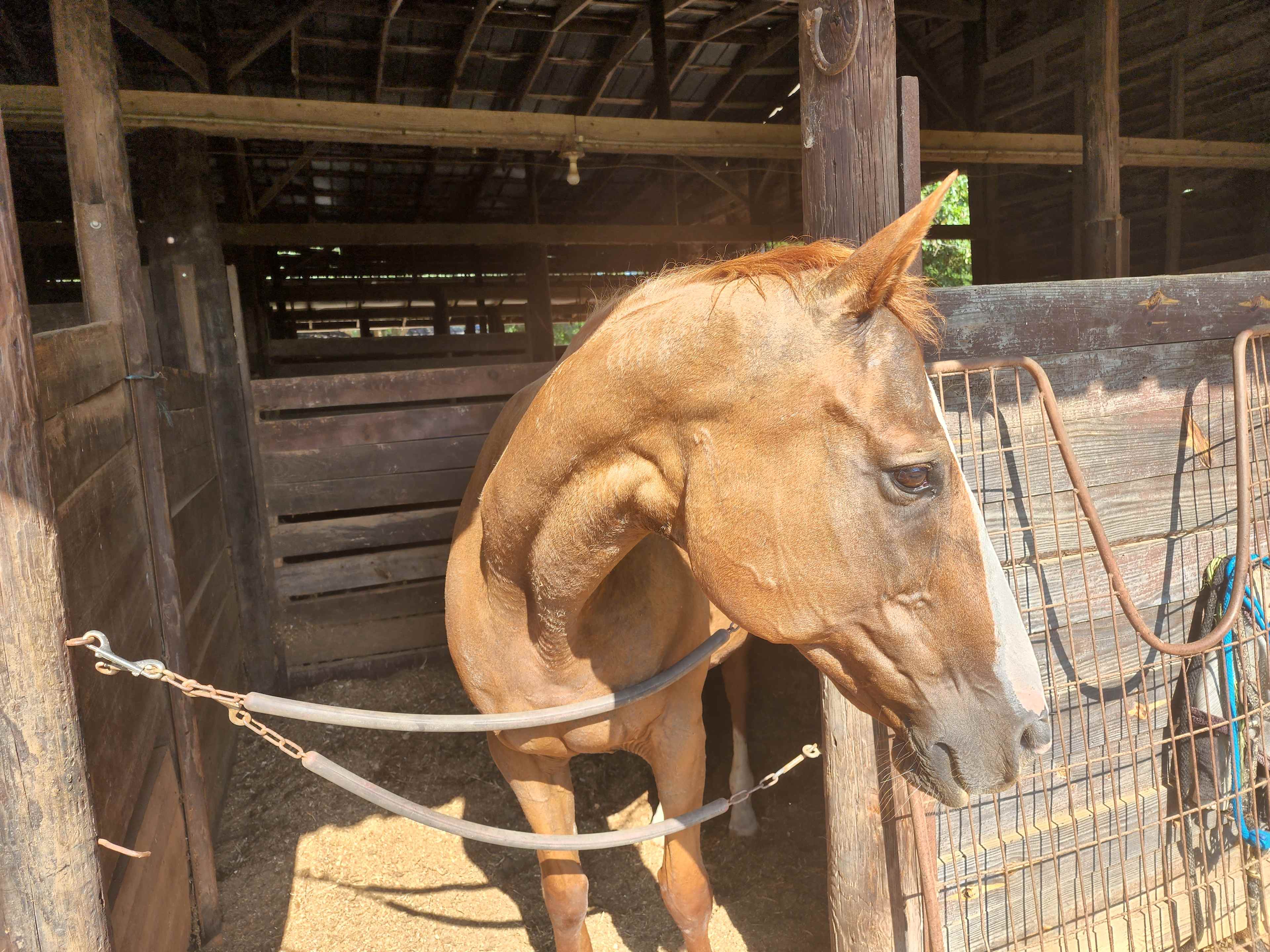 Beautiful 400 Acre Horse Farm