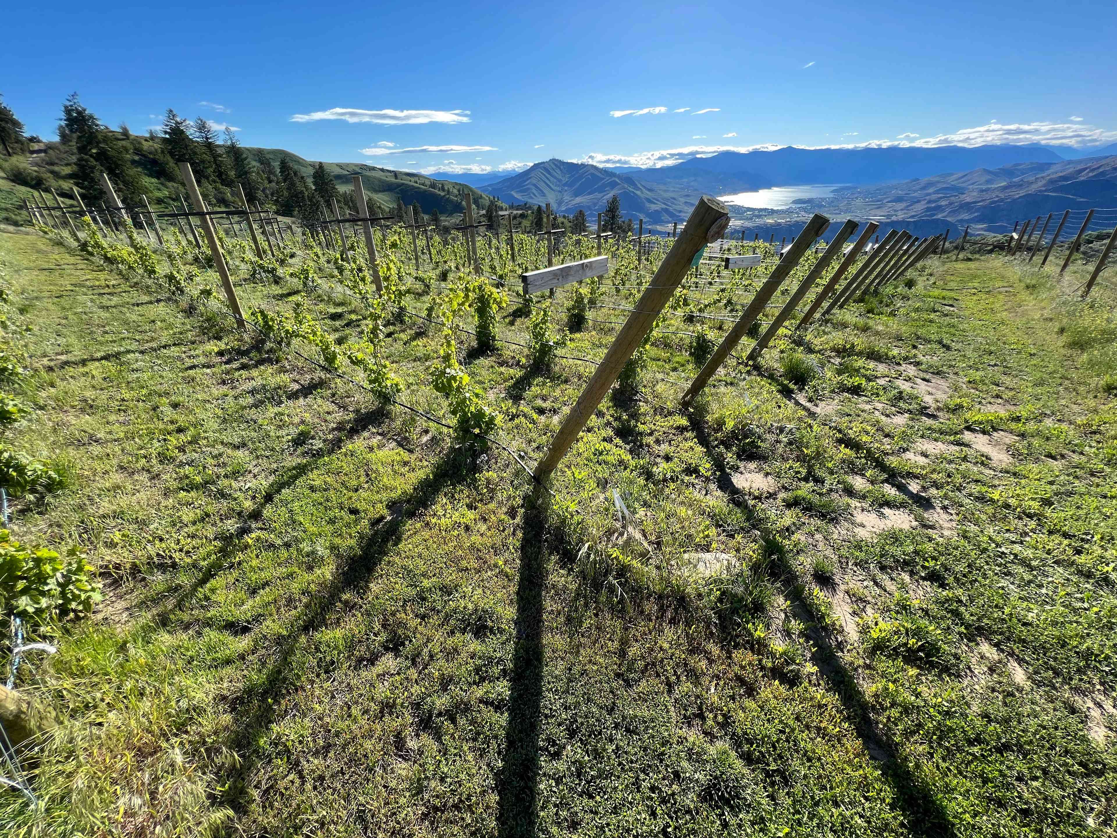Elevate Vineyards