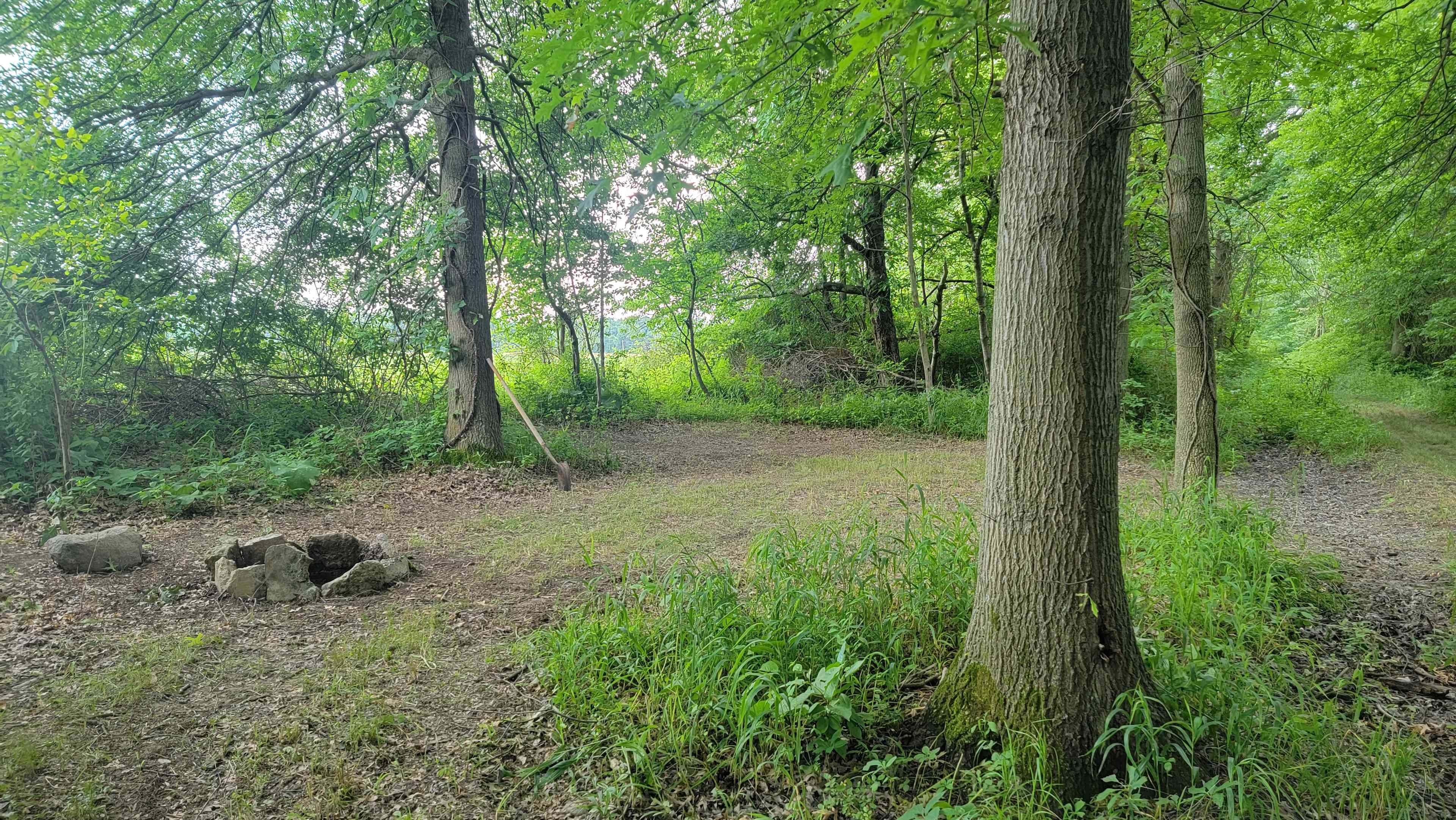 Sarah's Forest