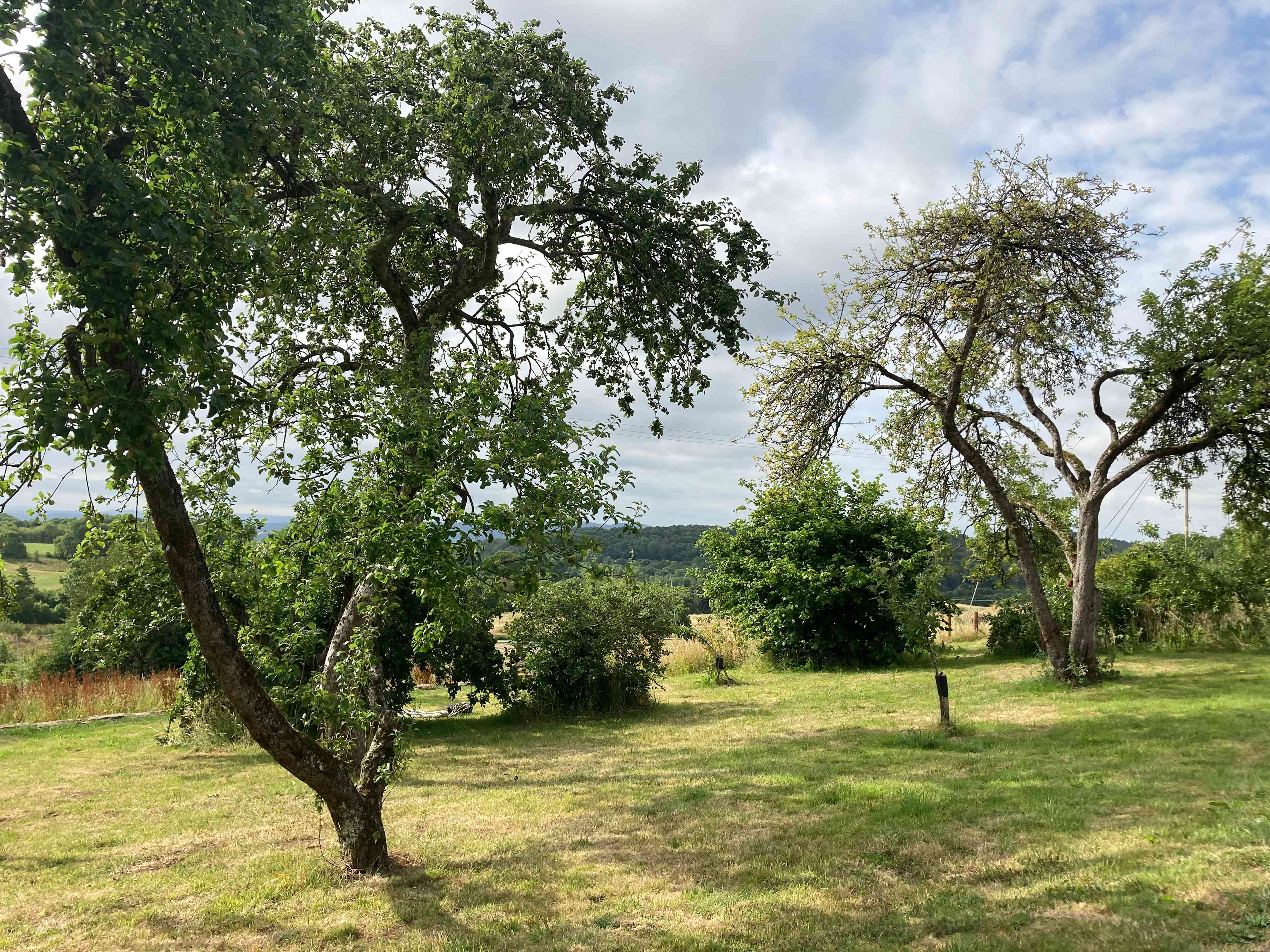 Our heritage orchard.