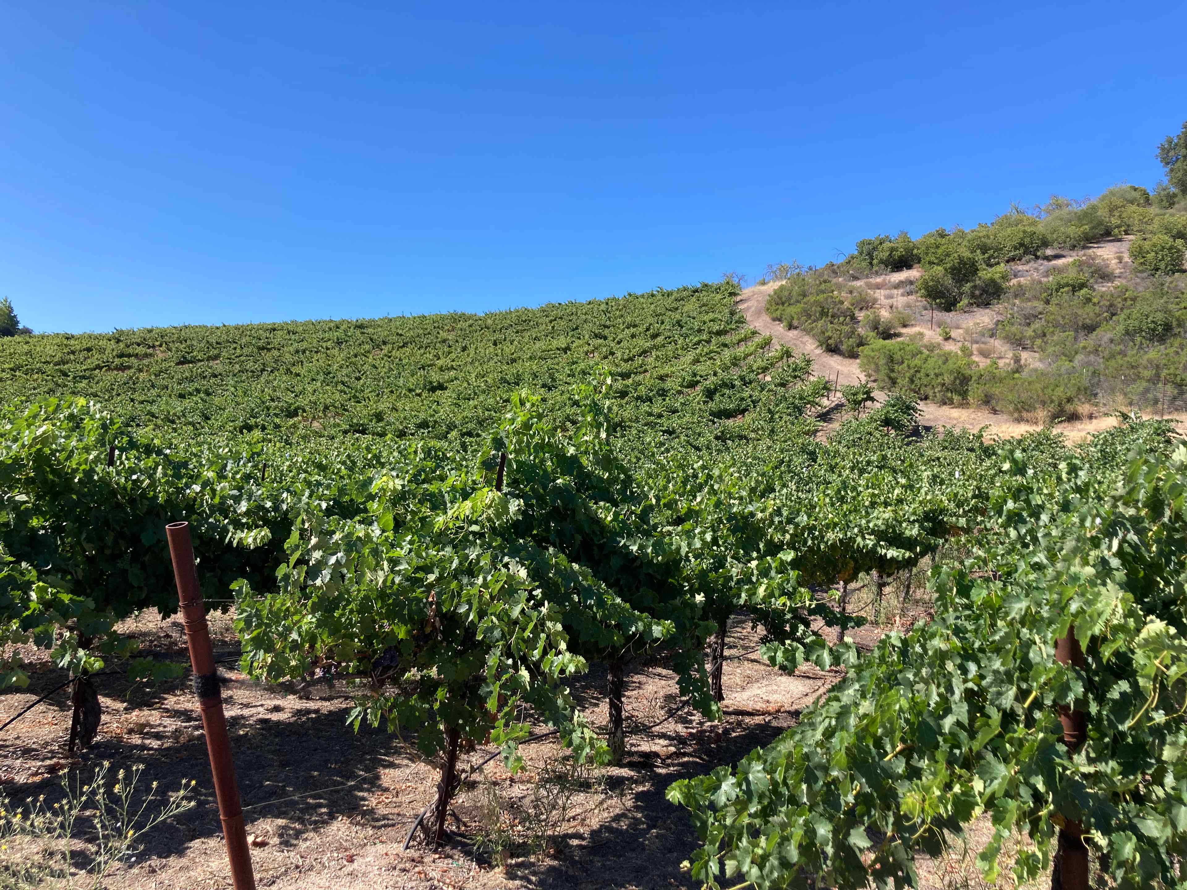 Historic Truck Farm Vineyard